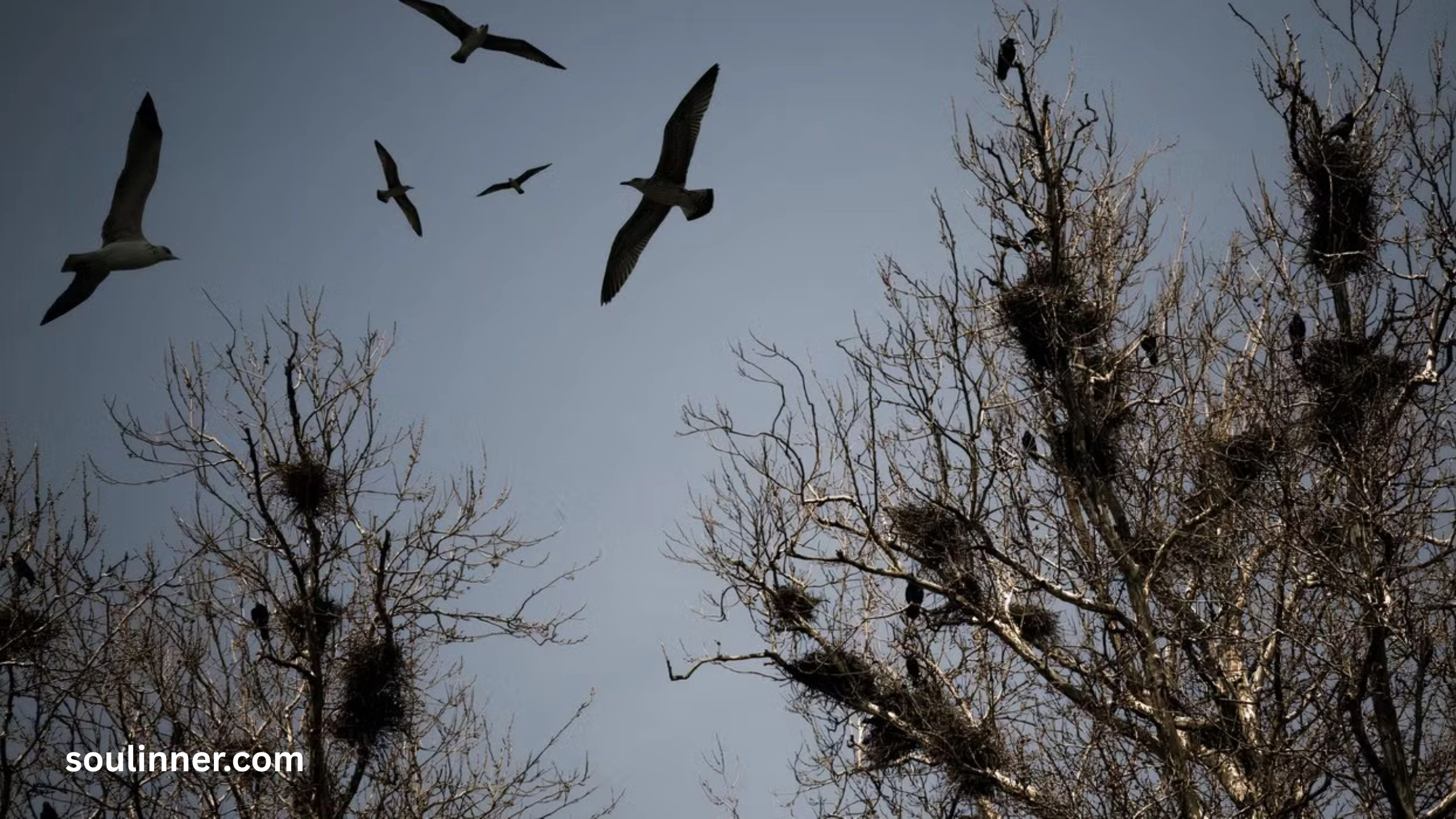 5 Crows Meaning