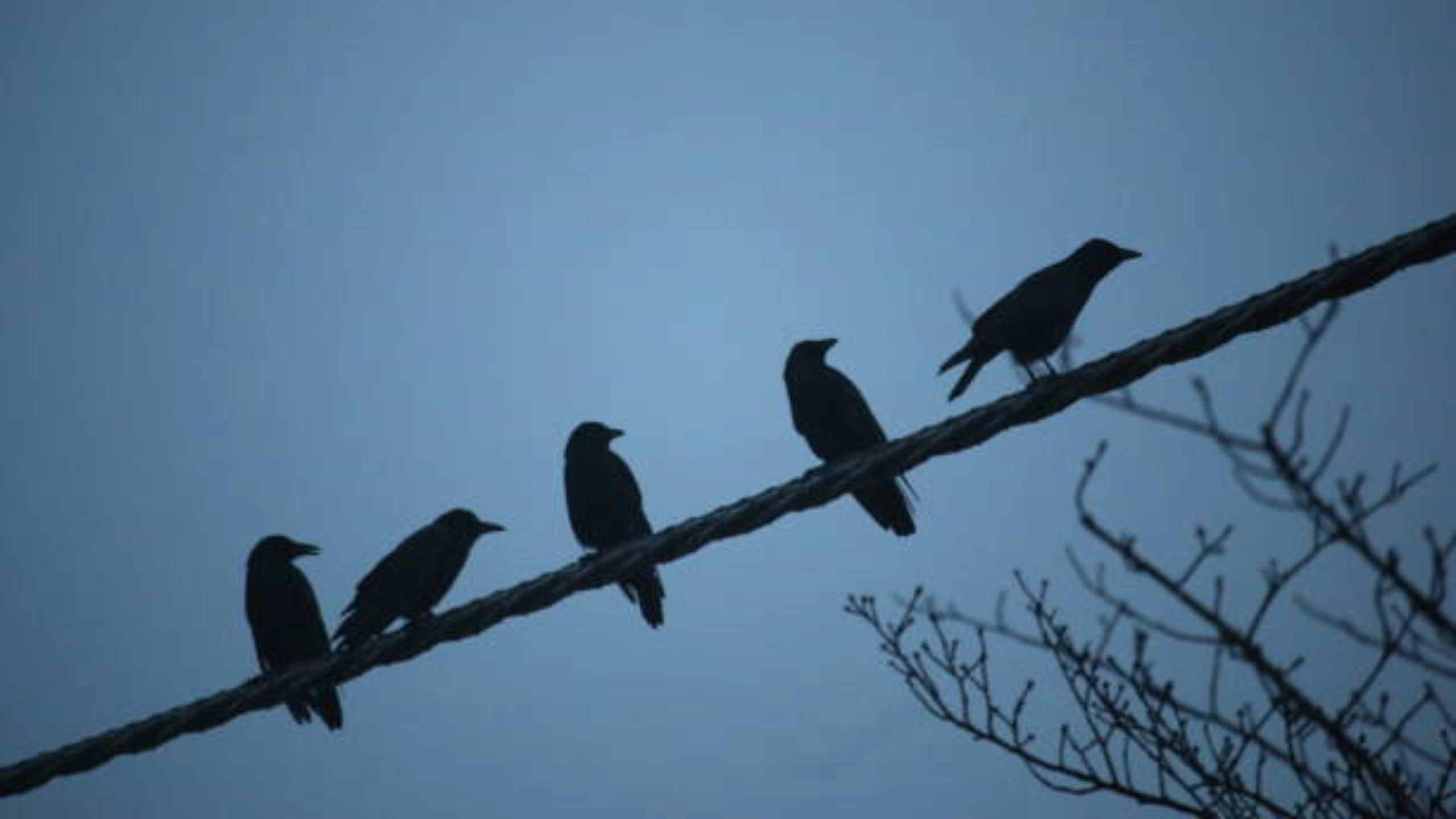 5 crows meaning