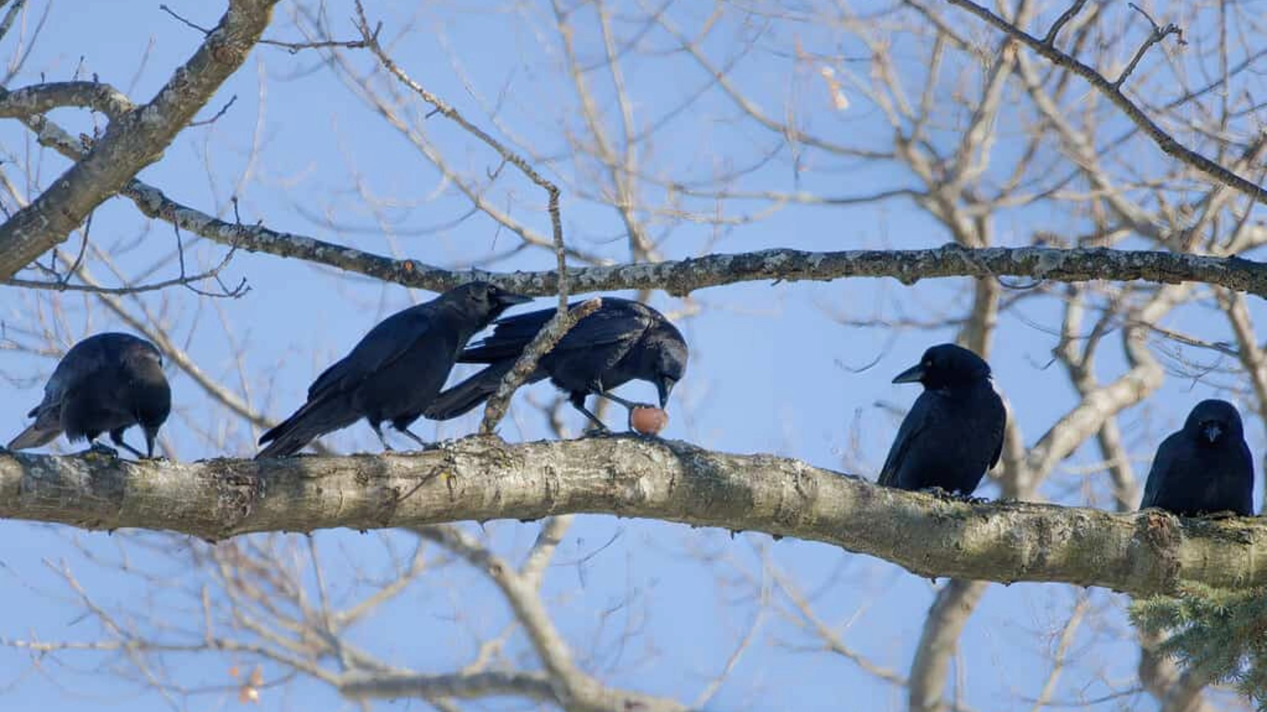 5 crows meaning