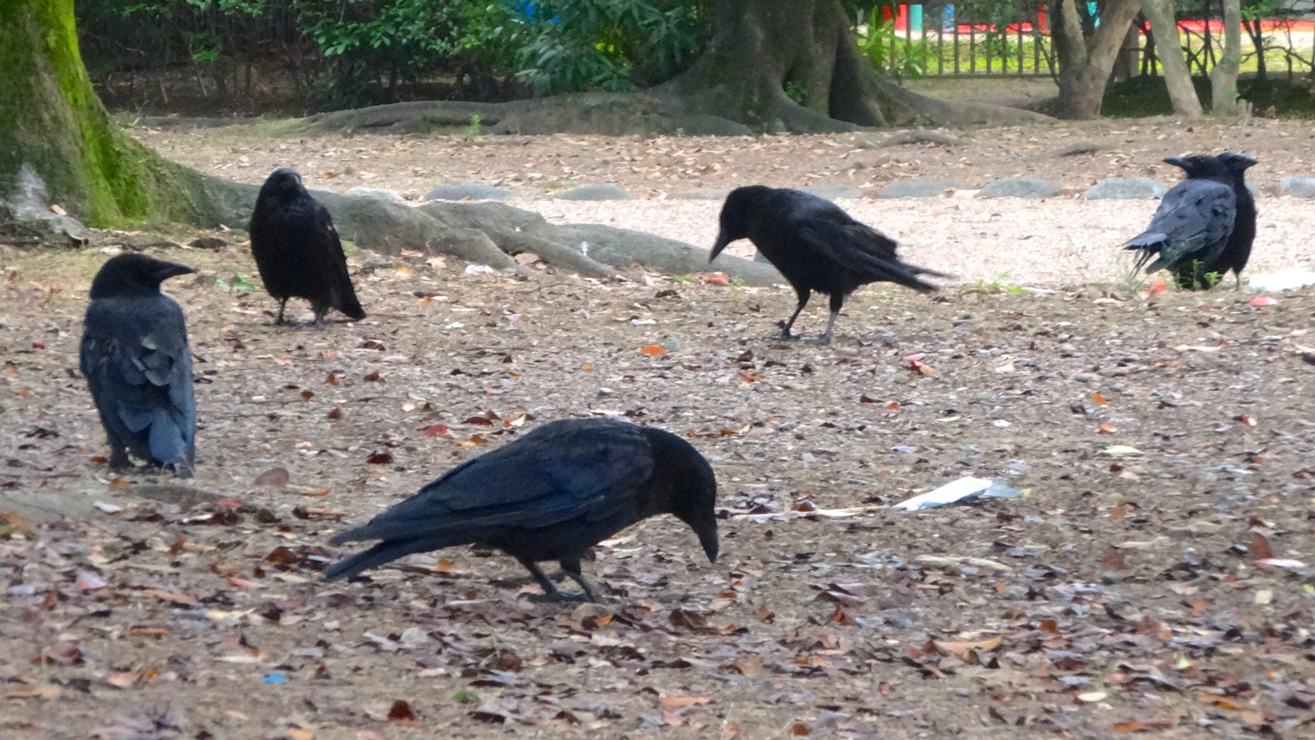 5 crows meaning