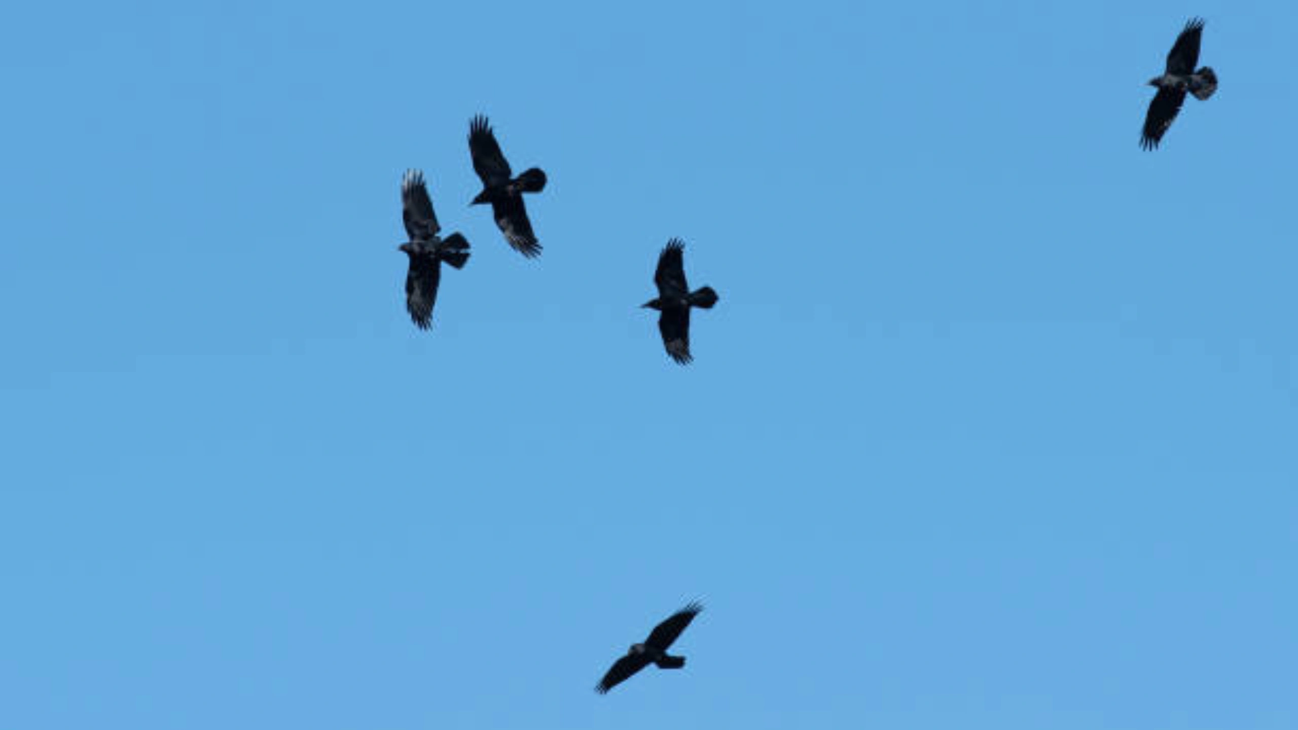 5 crows meaning