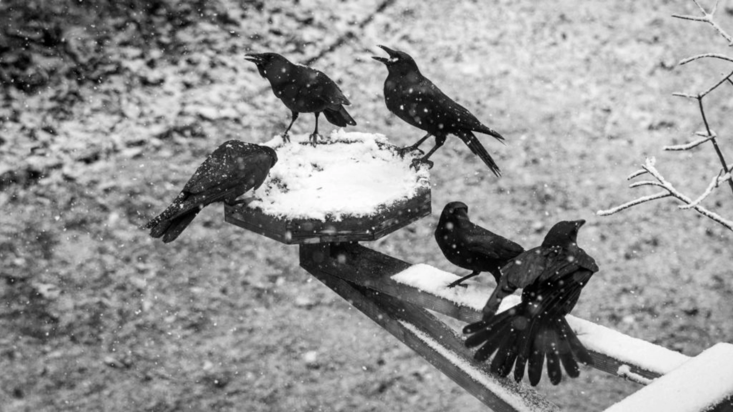 5 crows meaning