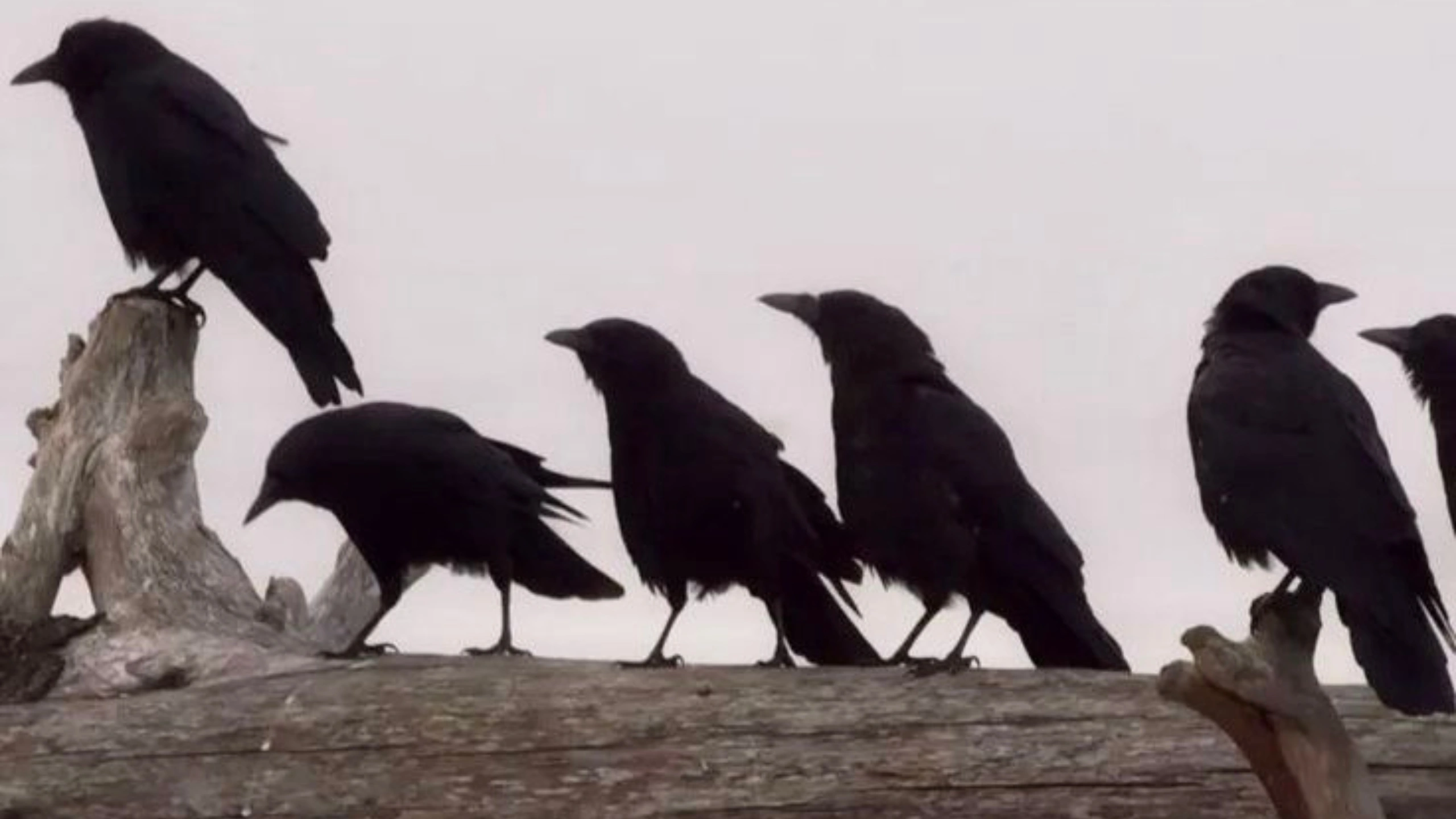 5 crows meaning