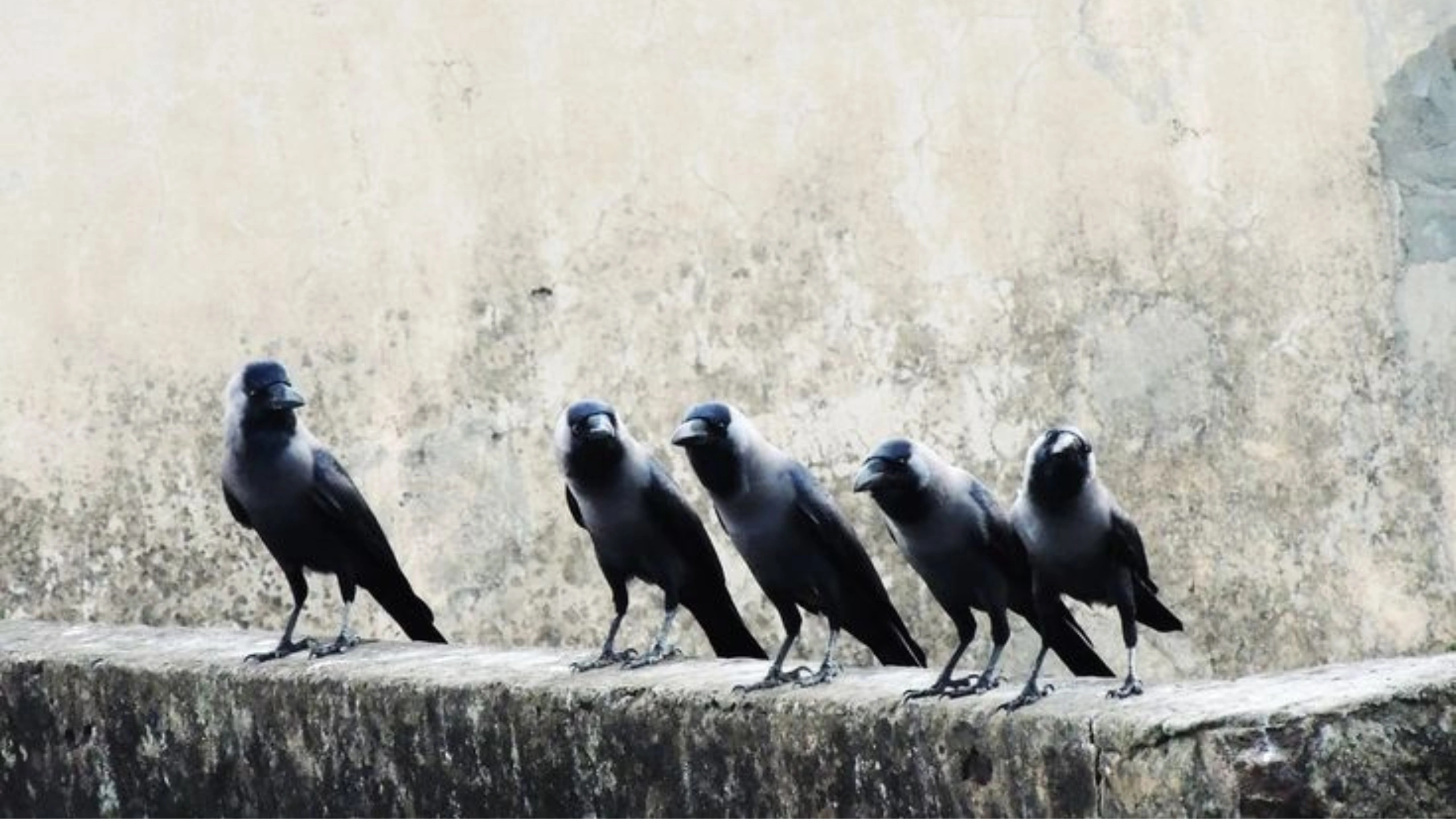5 crows meaning
