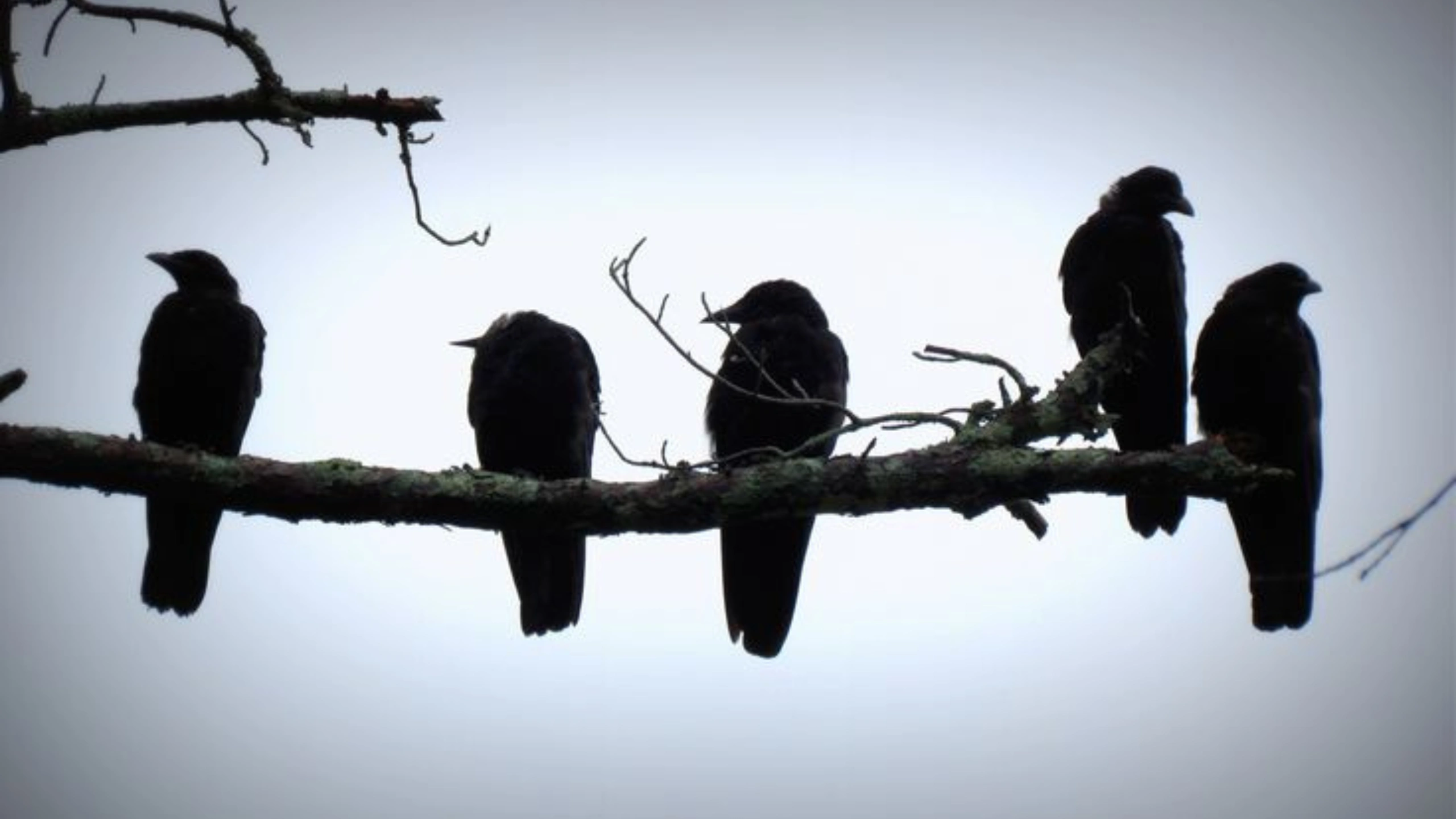 5 crows meaning