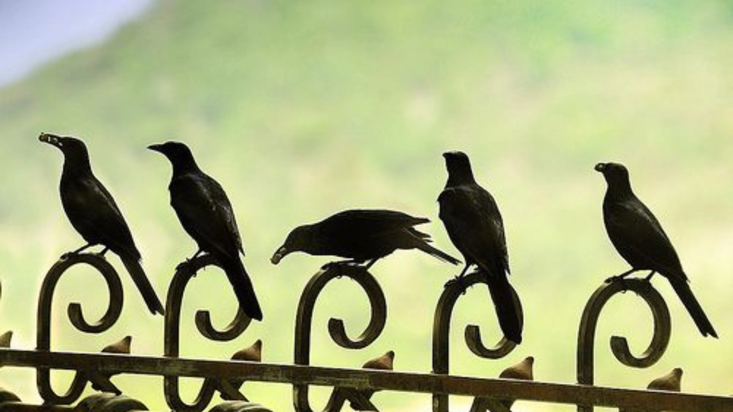 5 crows meaning