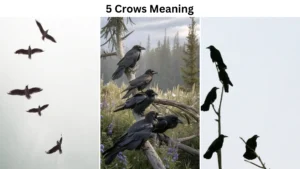 5 crows meaning