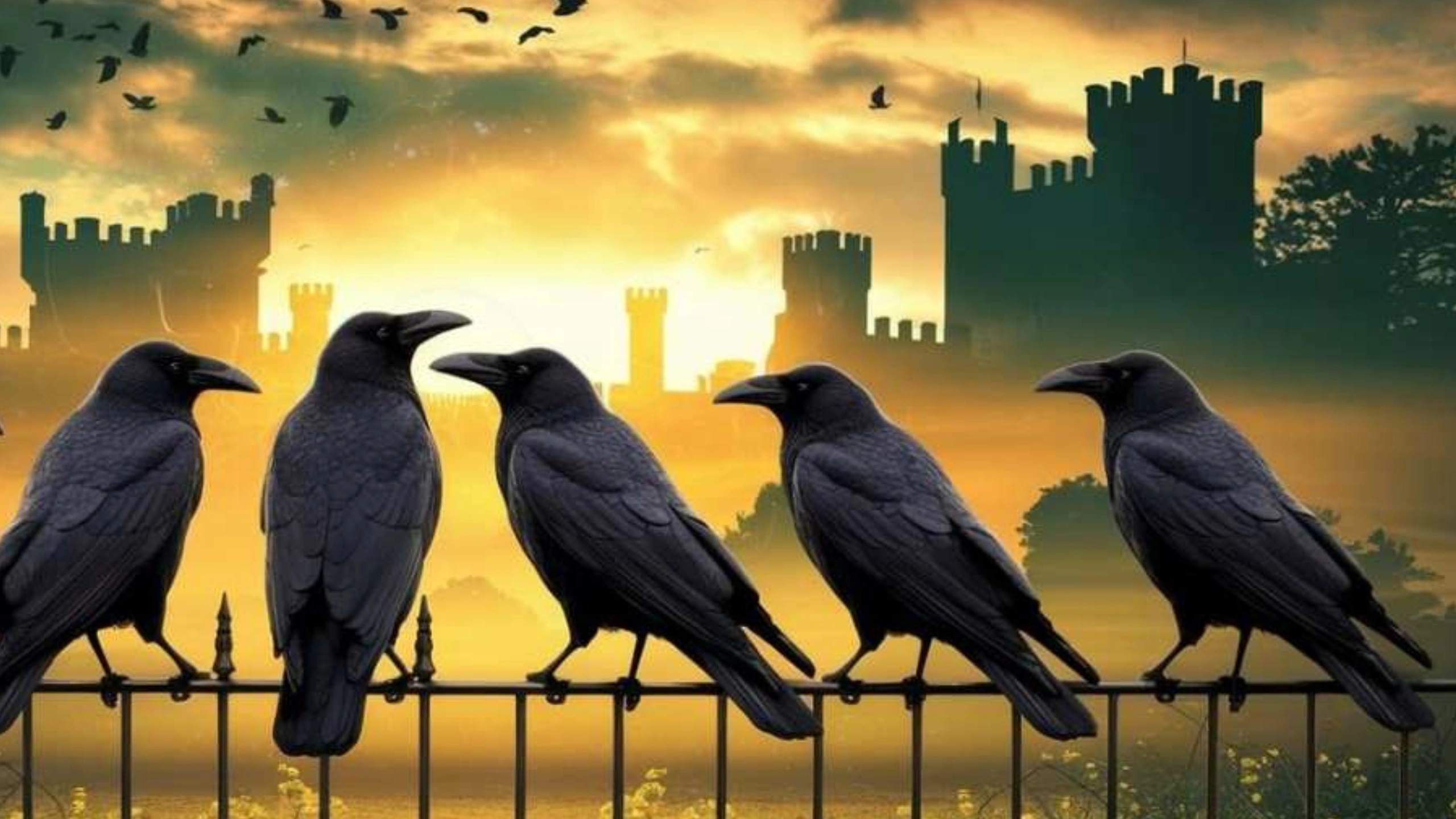 5 crows meaning