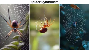Spider Symbolism