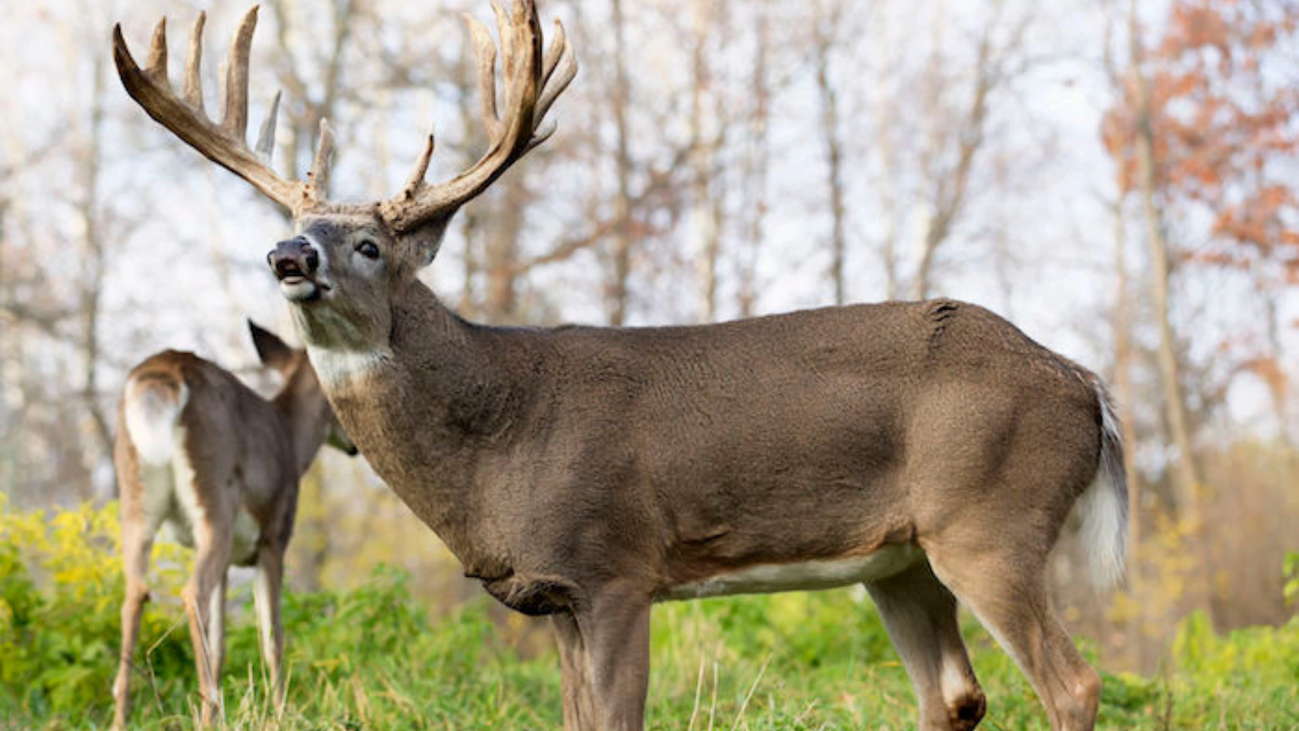 Deer Symbolism