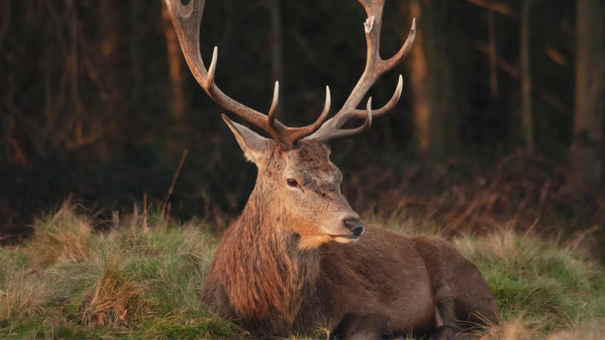 Deer Symbolism