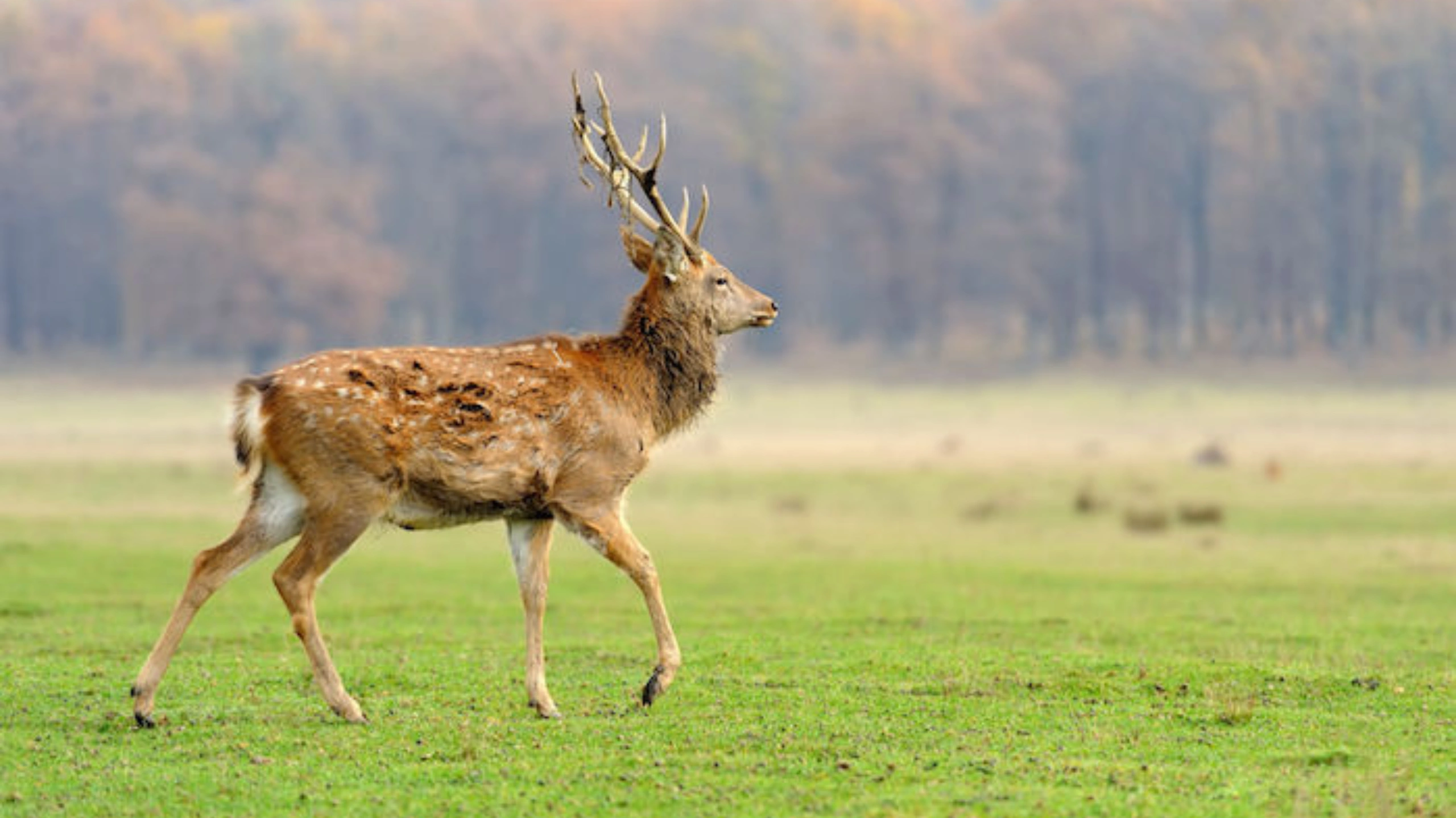 Deer Symbolism