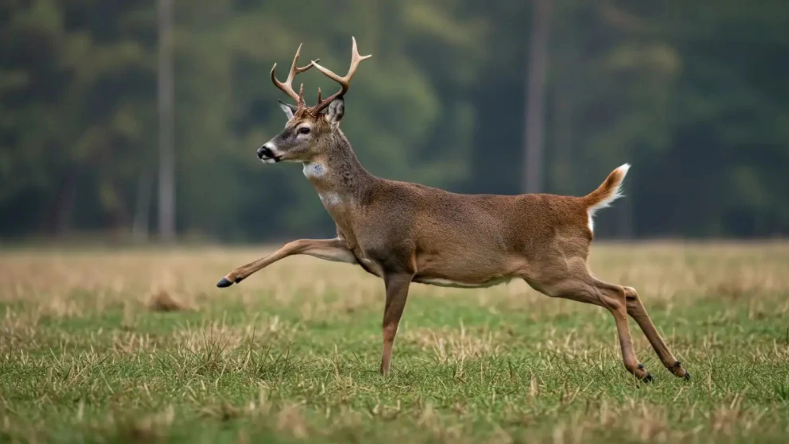 Deer Symbolism