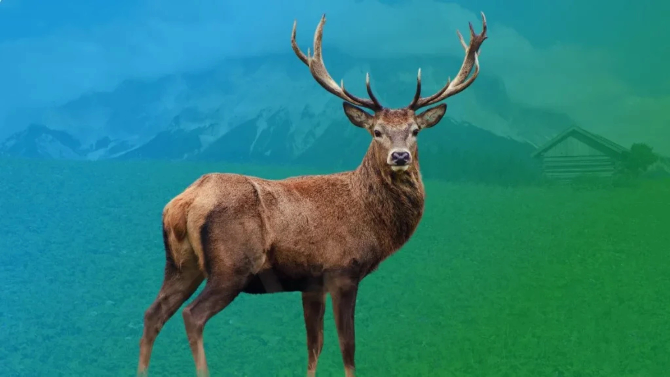 Deer Symbolism