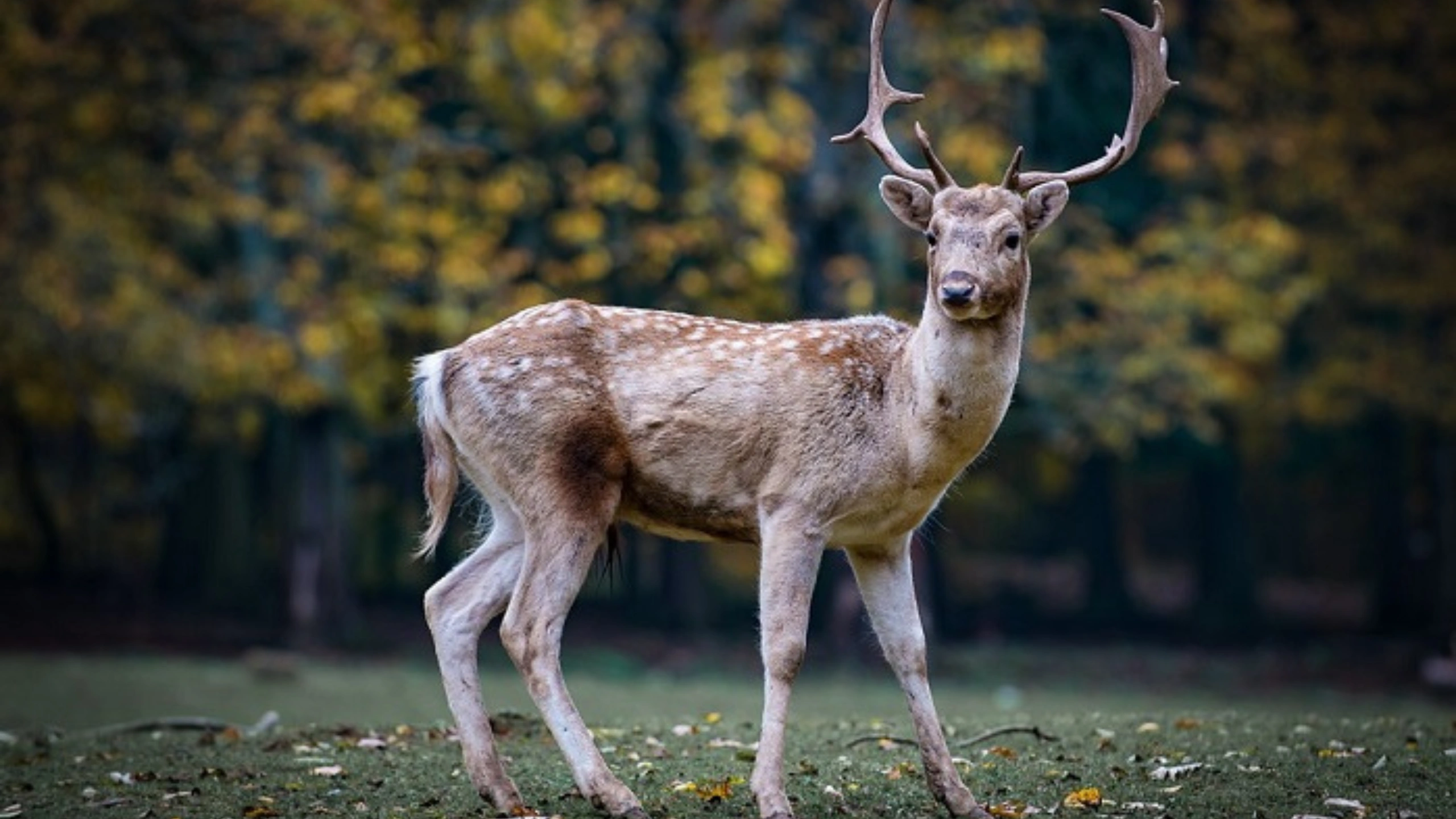 Deer Symbolism