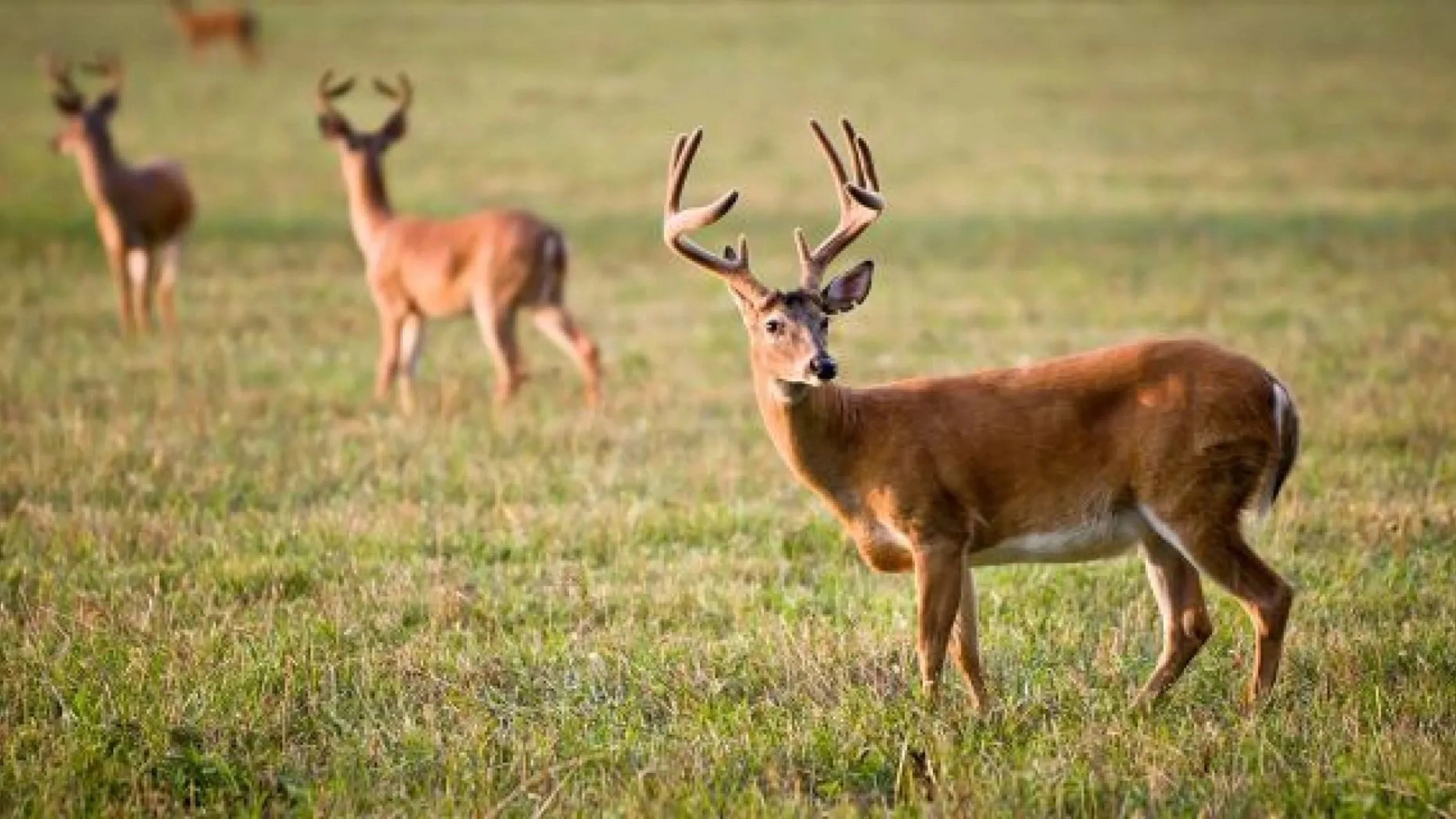 Deer Symbolism