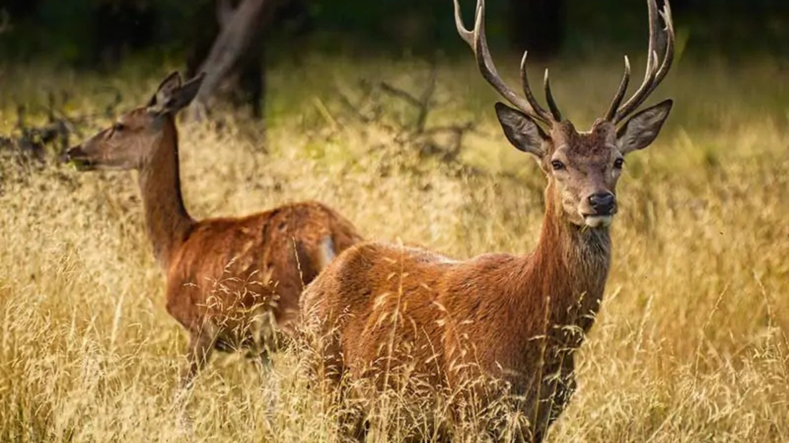 Deer Symbolism