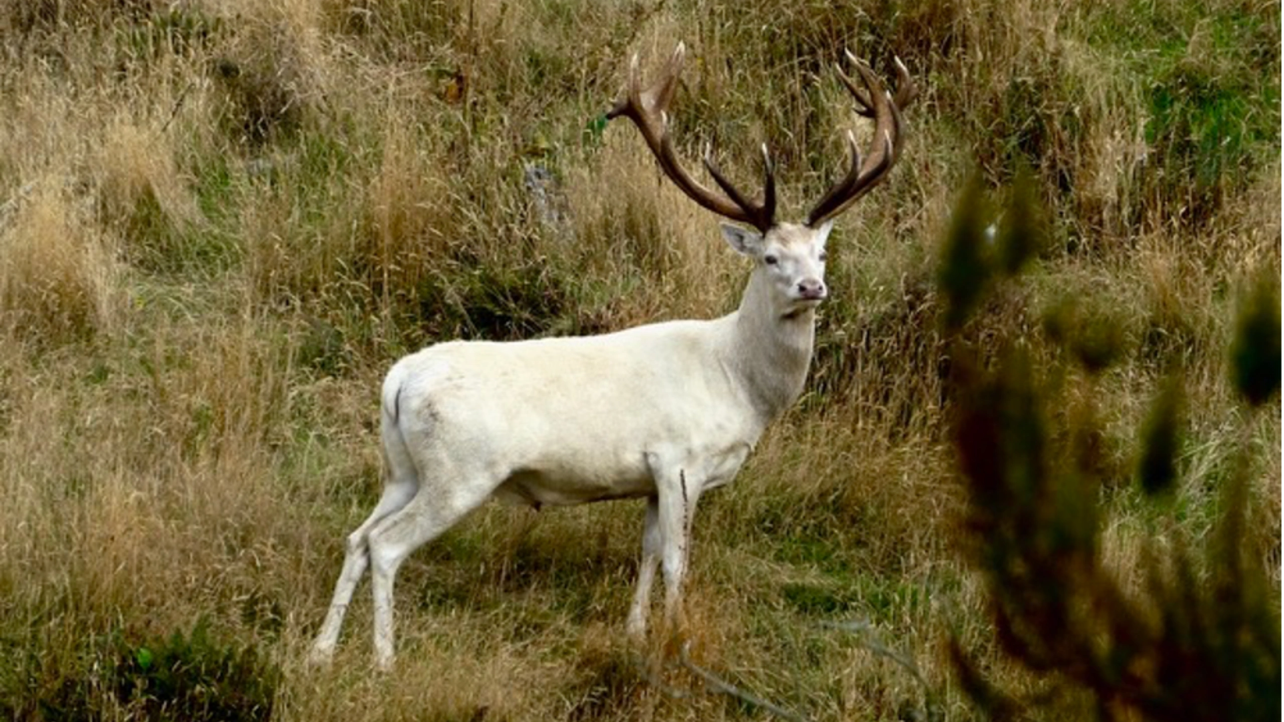 Deer Symbolism Meaning