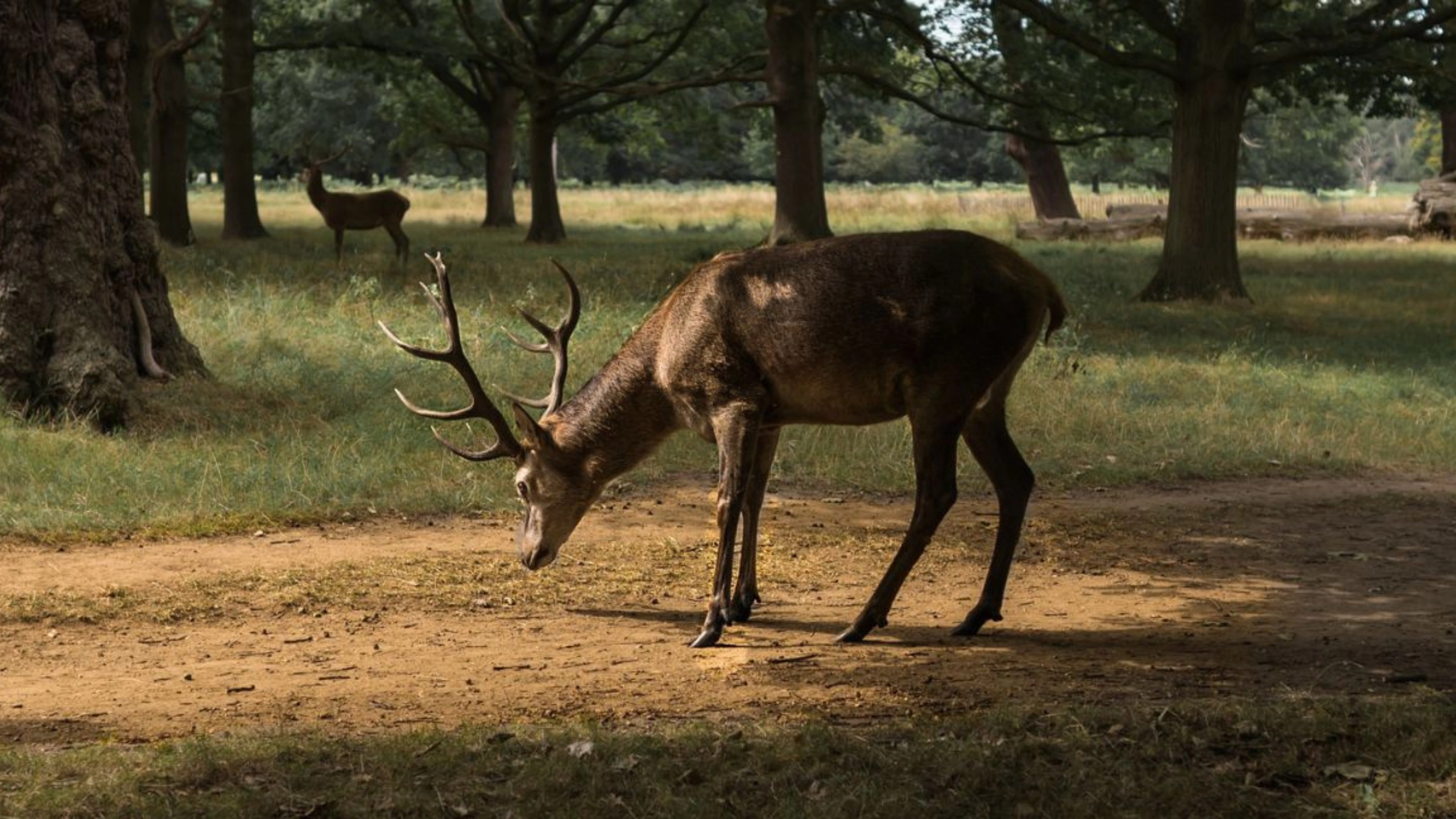 Deer Symbolism Meaning