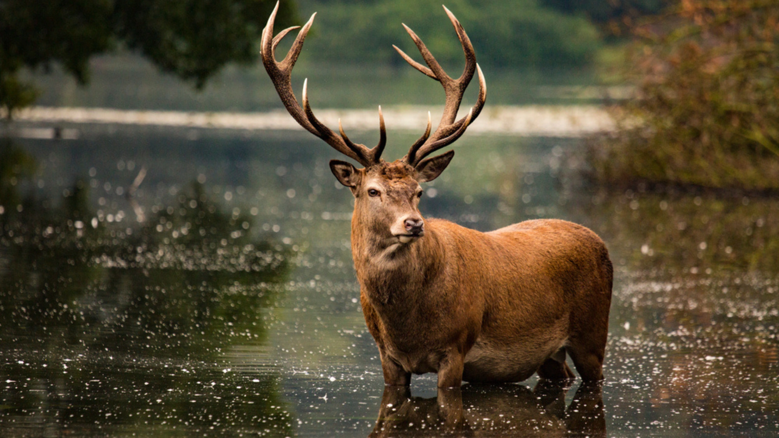 Deer Symbolism Meaning