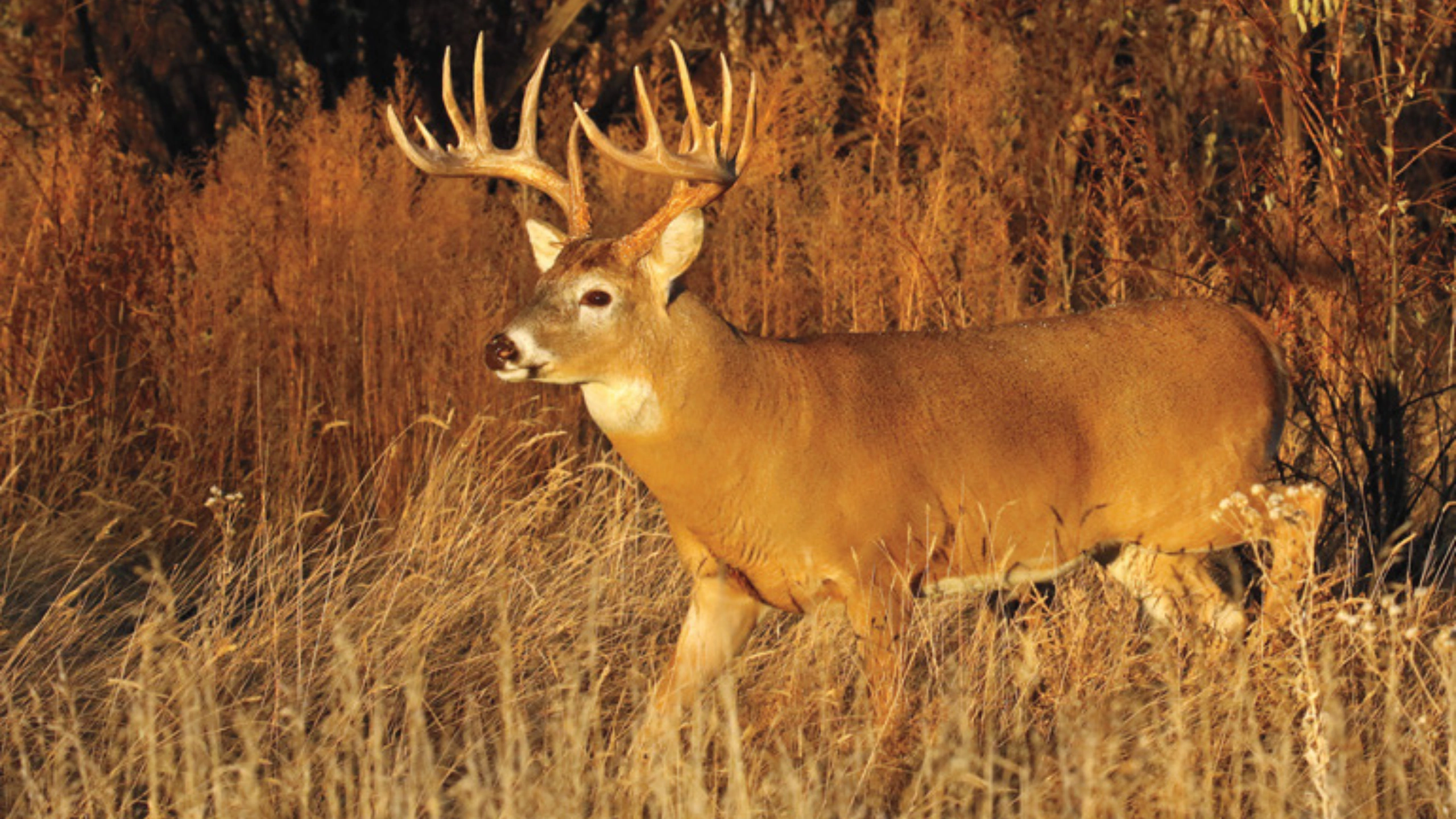Deer Symbolism Meaning