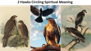 2 Hawks Circling Spiritual Meaning