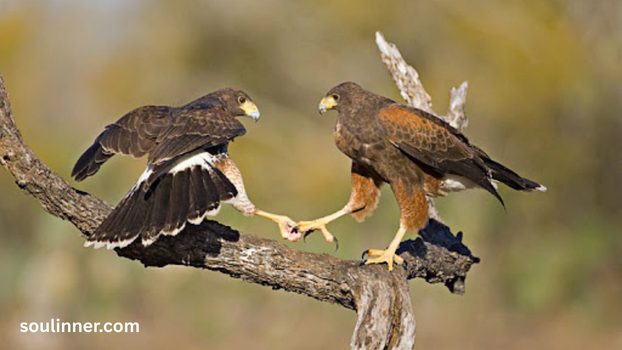 2 Hawks Circling Spiritual Meaning 