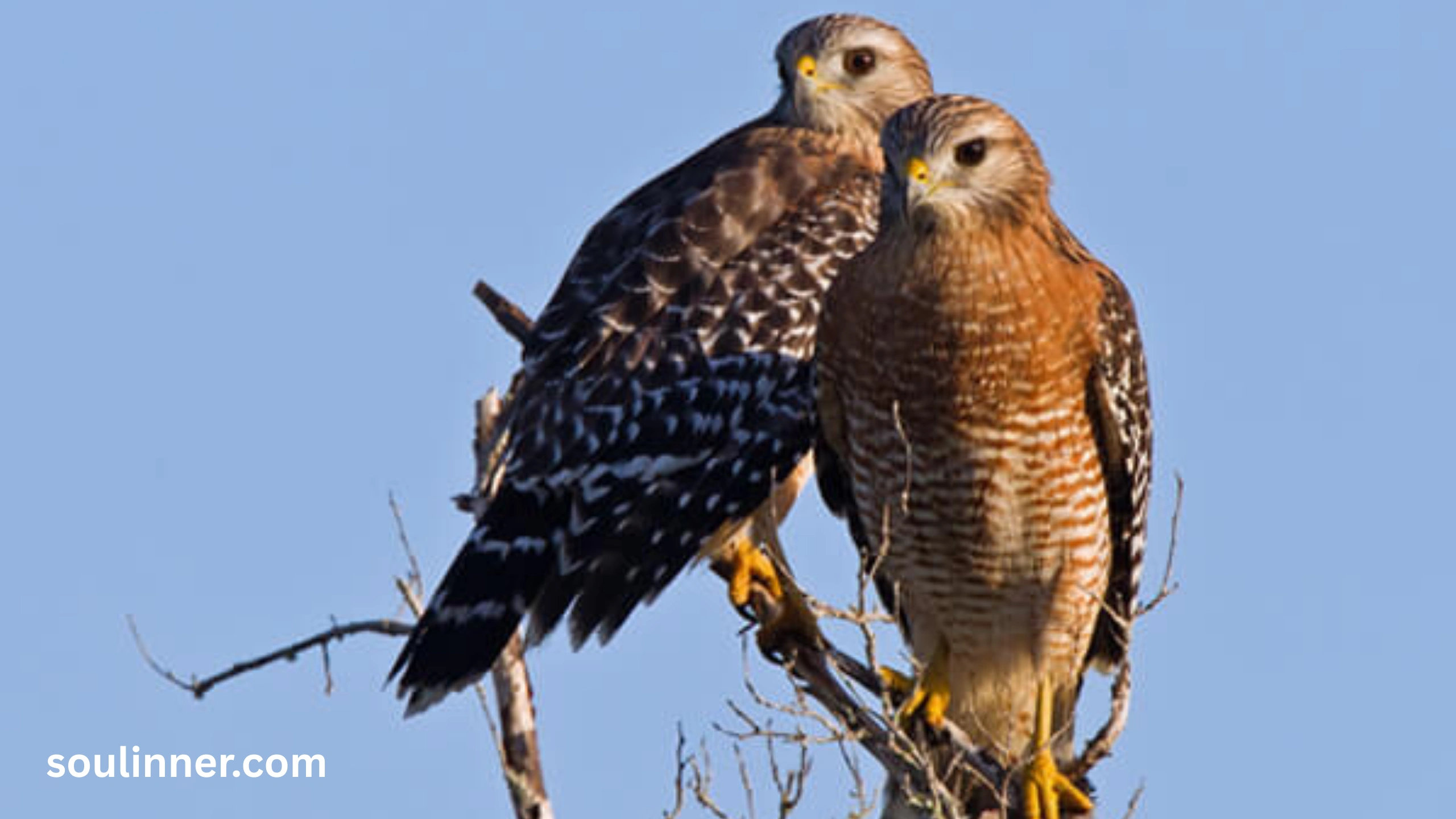2 Hawks Circling Spiritual Meaning 
