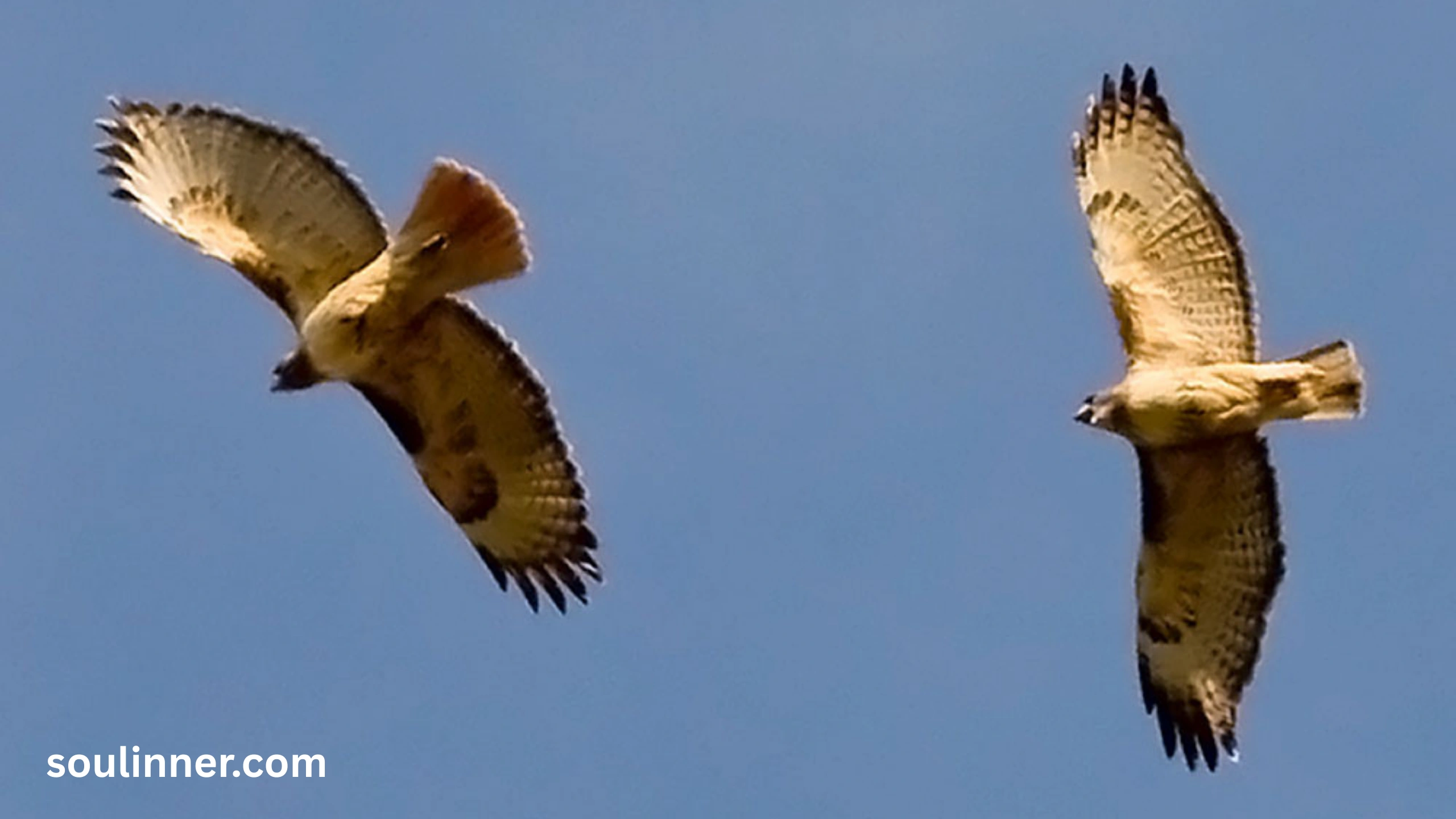 2 Hawks Circling Spiritual Meaning 