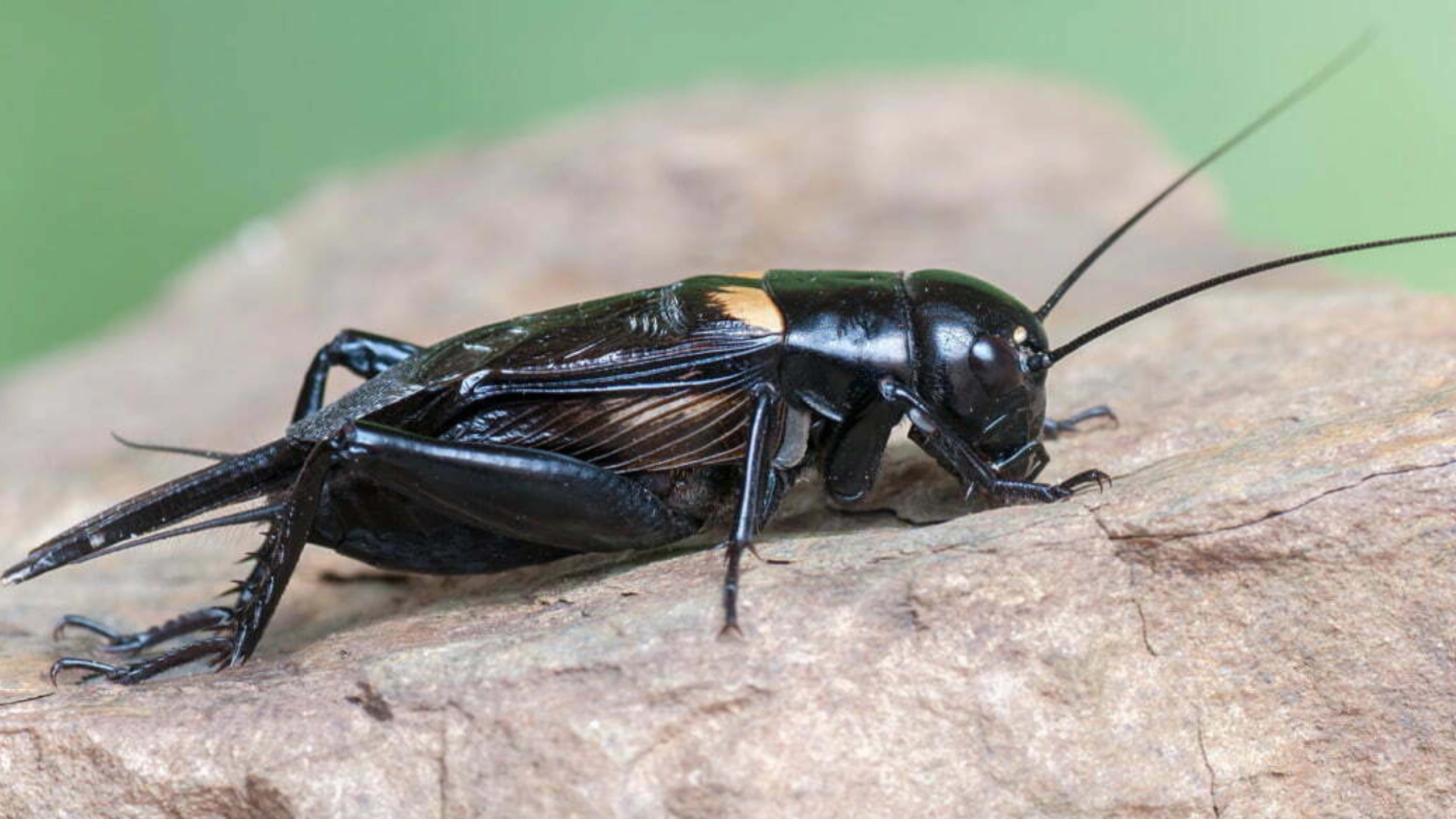 Black Cricket Spiritual Meaning