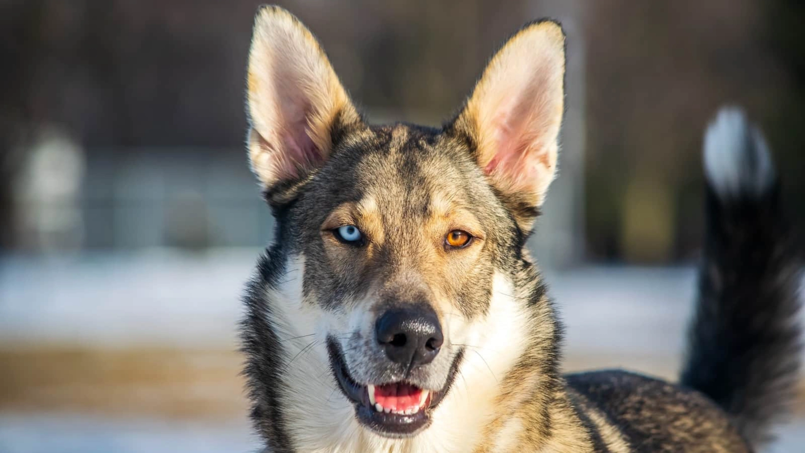 Dog With 2 Different Colored Eyes Spiritual Meaning