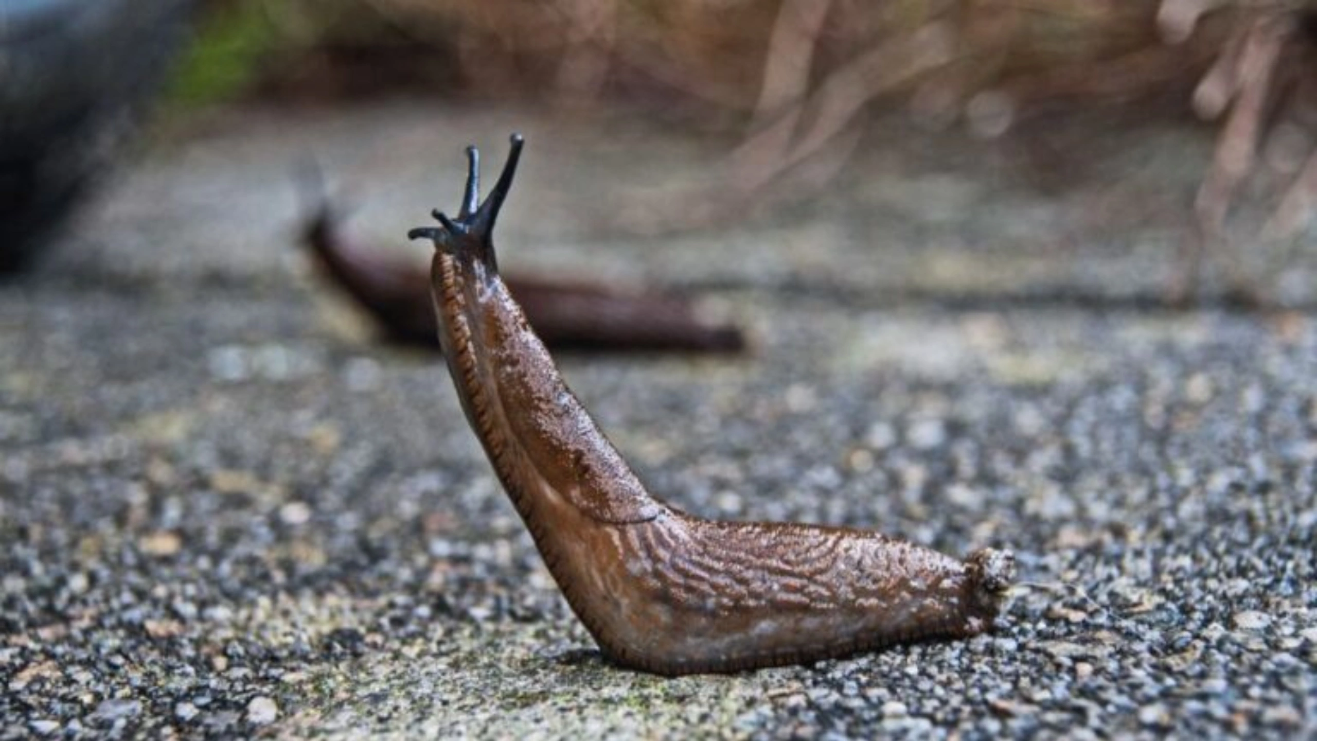 Slug Spiritual Meaning