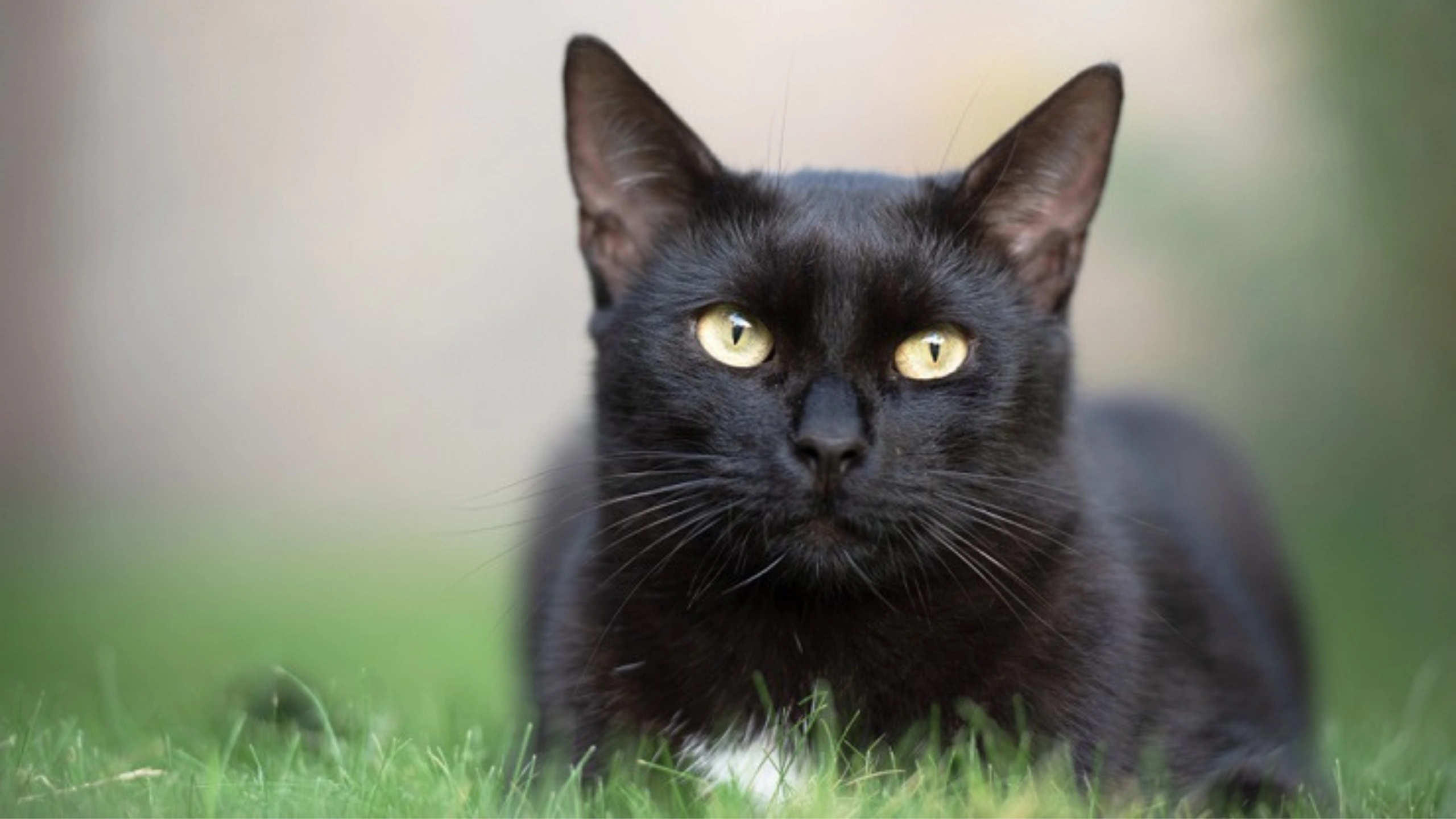 Black Cat Symbolism