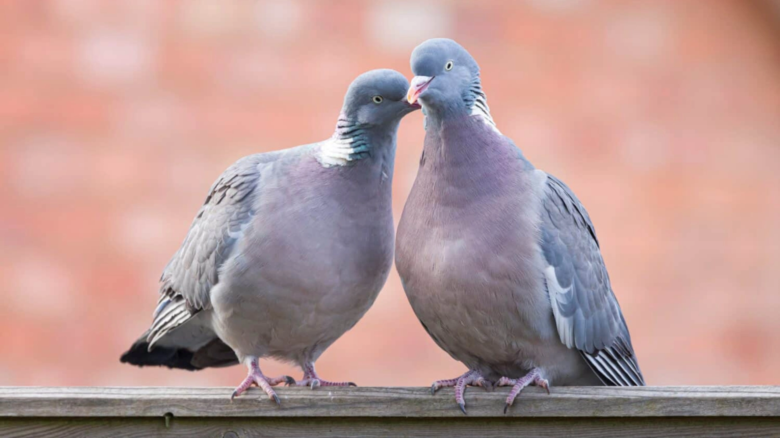 What do Pigeons Symbolize
