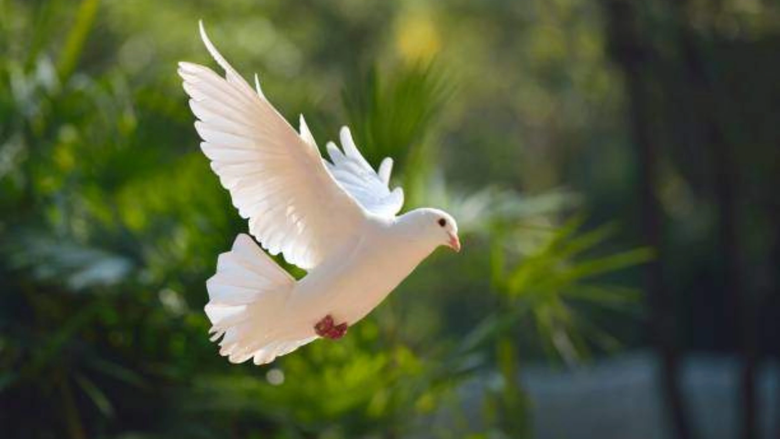 White Bird Spiritual Meaning