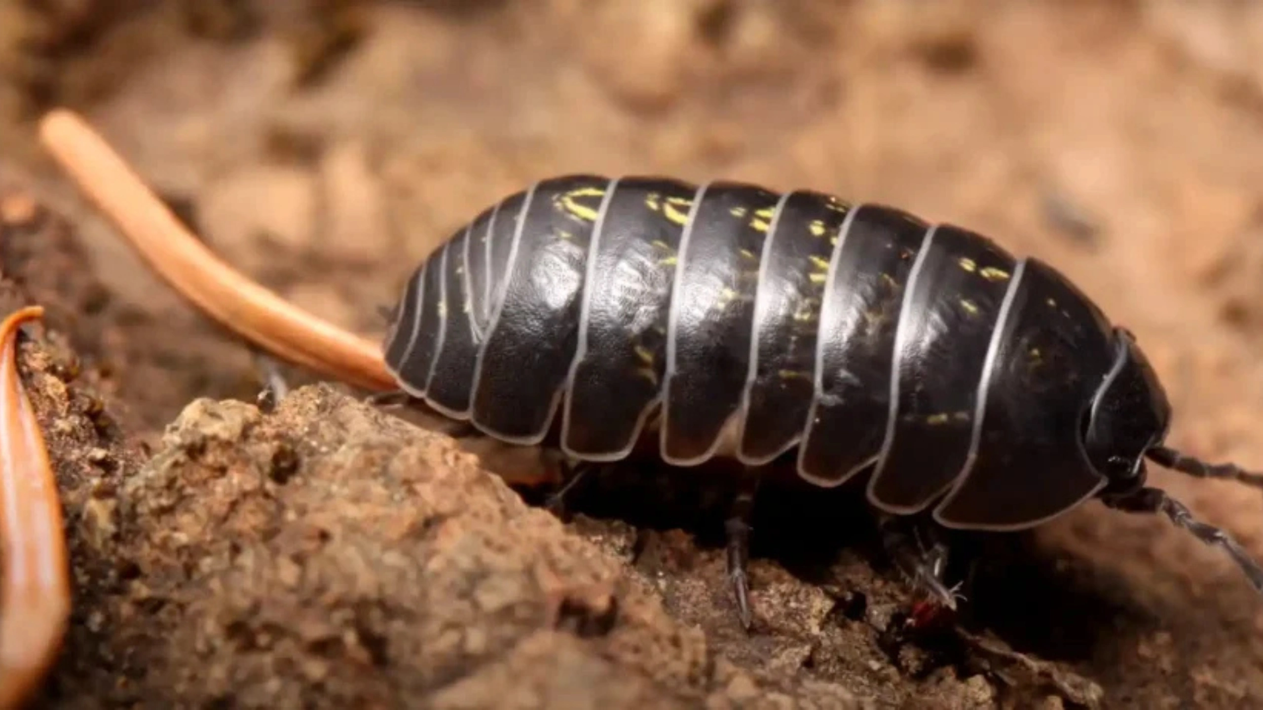 Spiritual Meaning of Roly Poly Bugs
