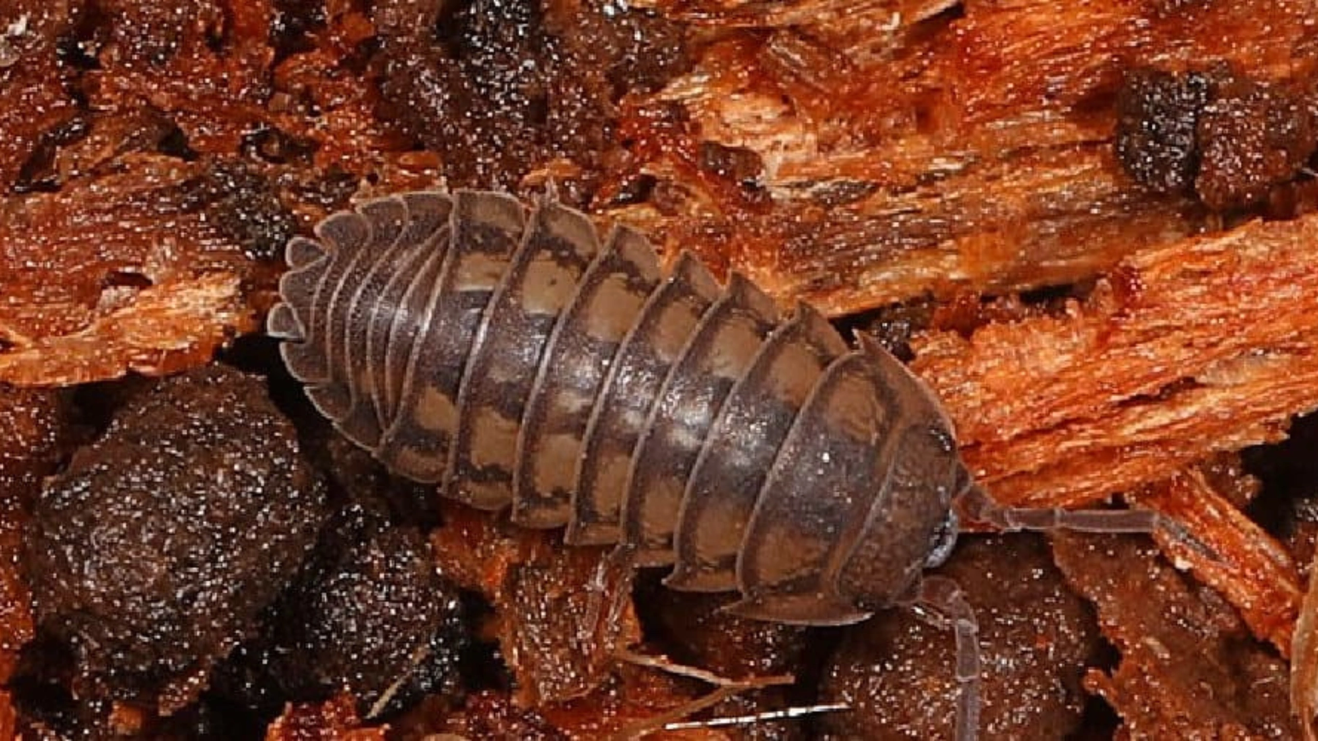 Spiritual Meaning of Roly Poly Bugs