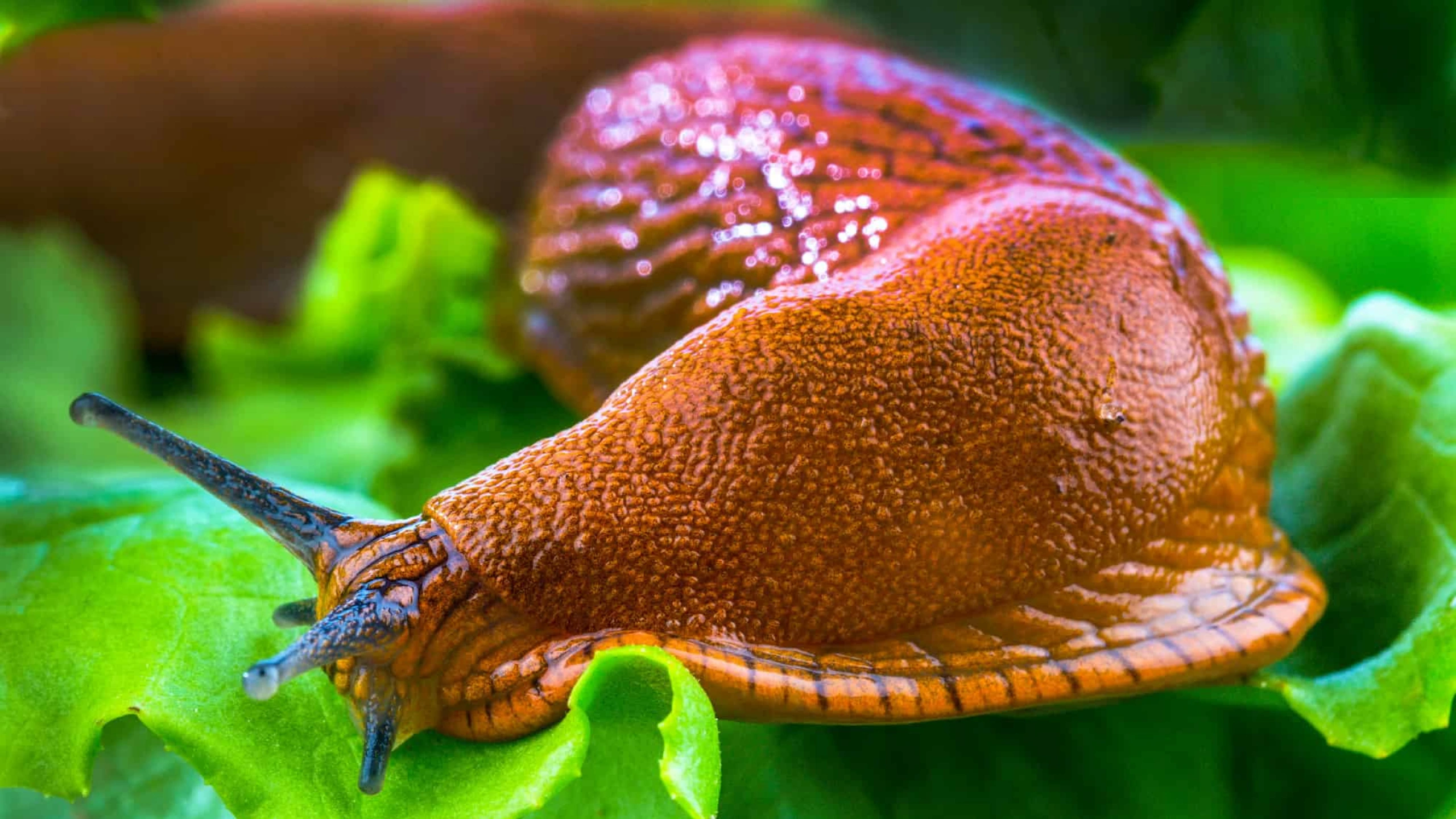 Slug Spiritual Meaning