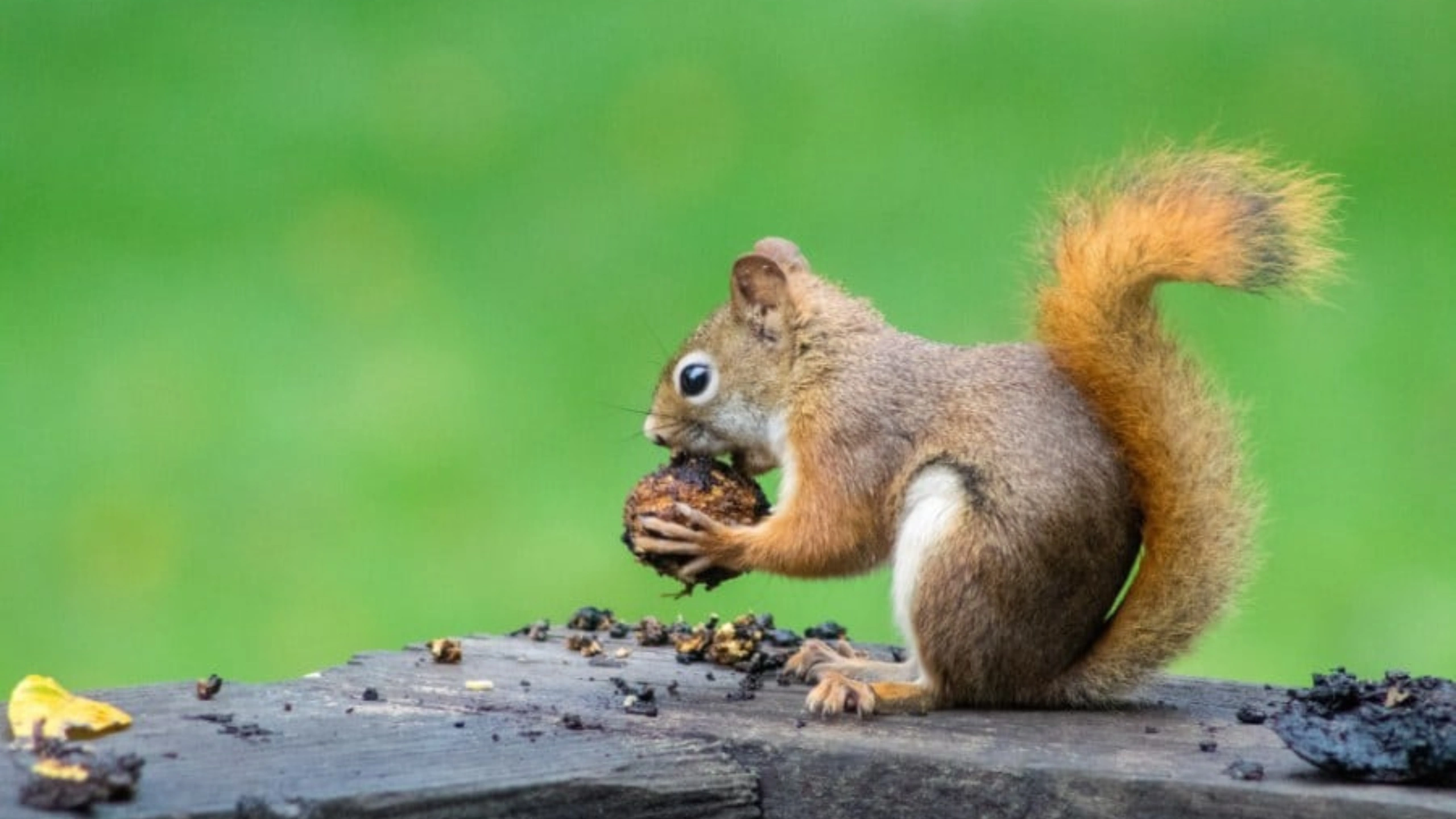 Squirrel Spiritual Meaning