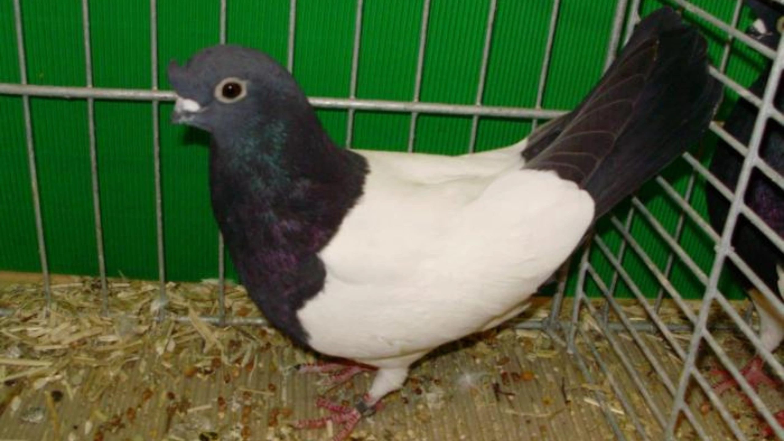 What do Pigeons Symbolize