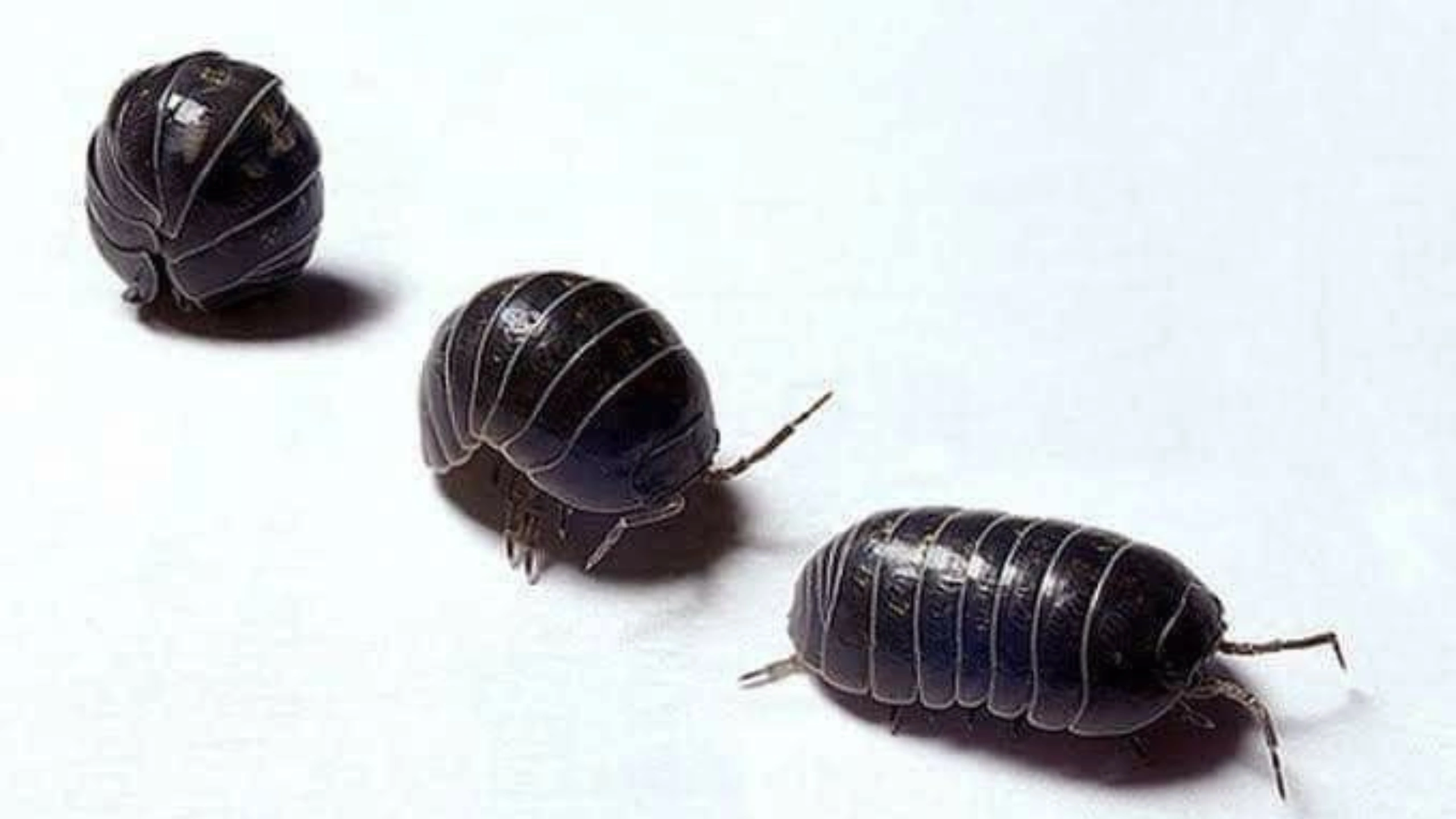 Spiritual Meaning of Roly Poly Bugs