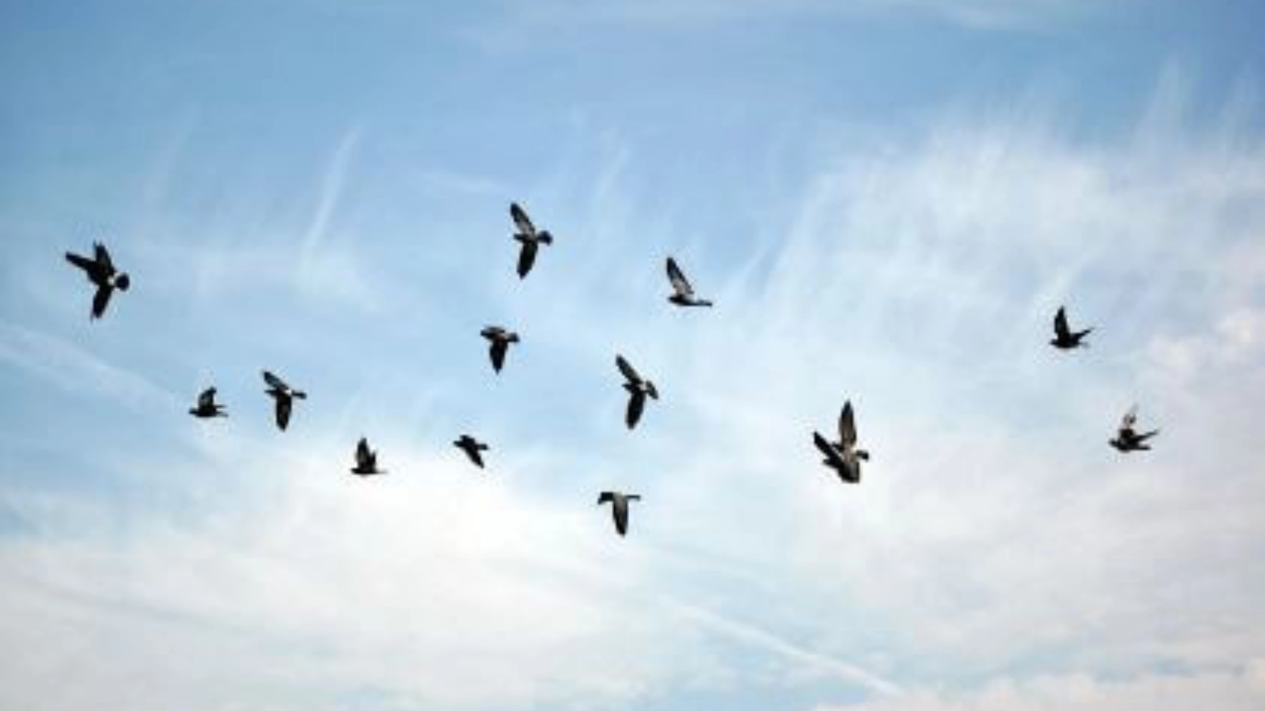 Spiritual Meaning of a Flock of Birds