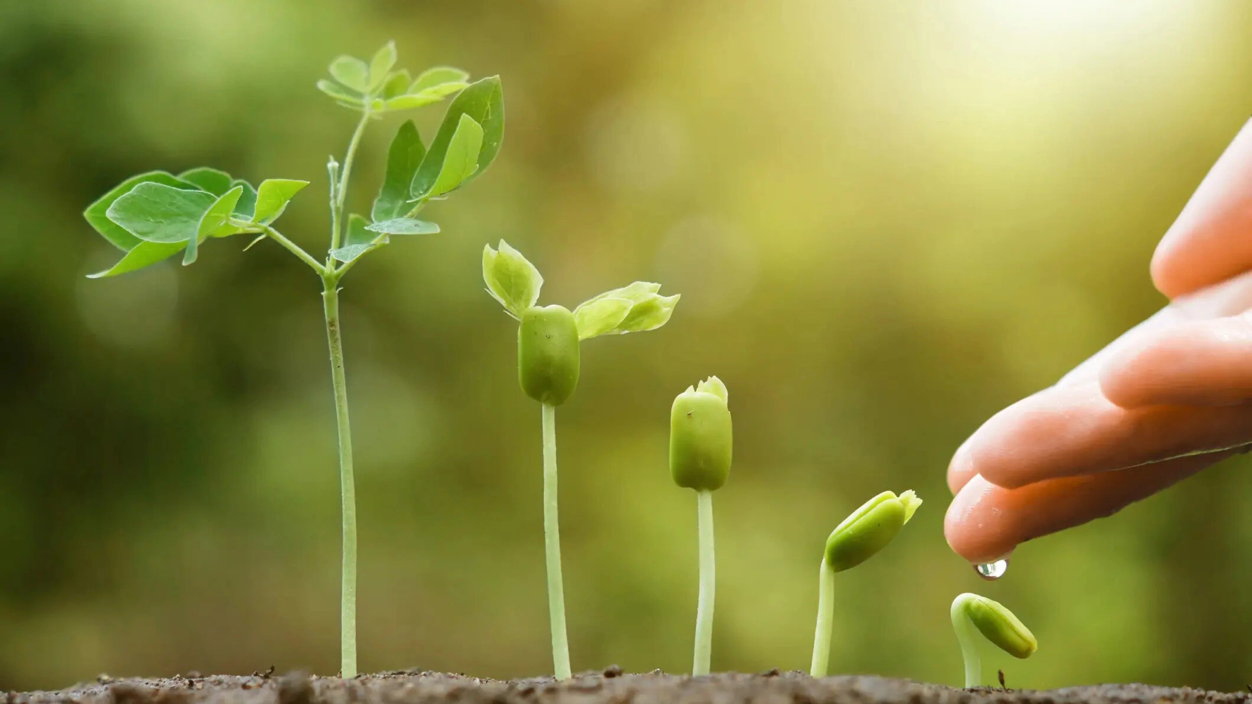 Symbols of Growth And Progress