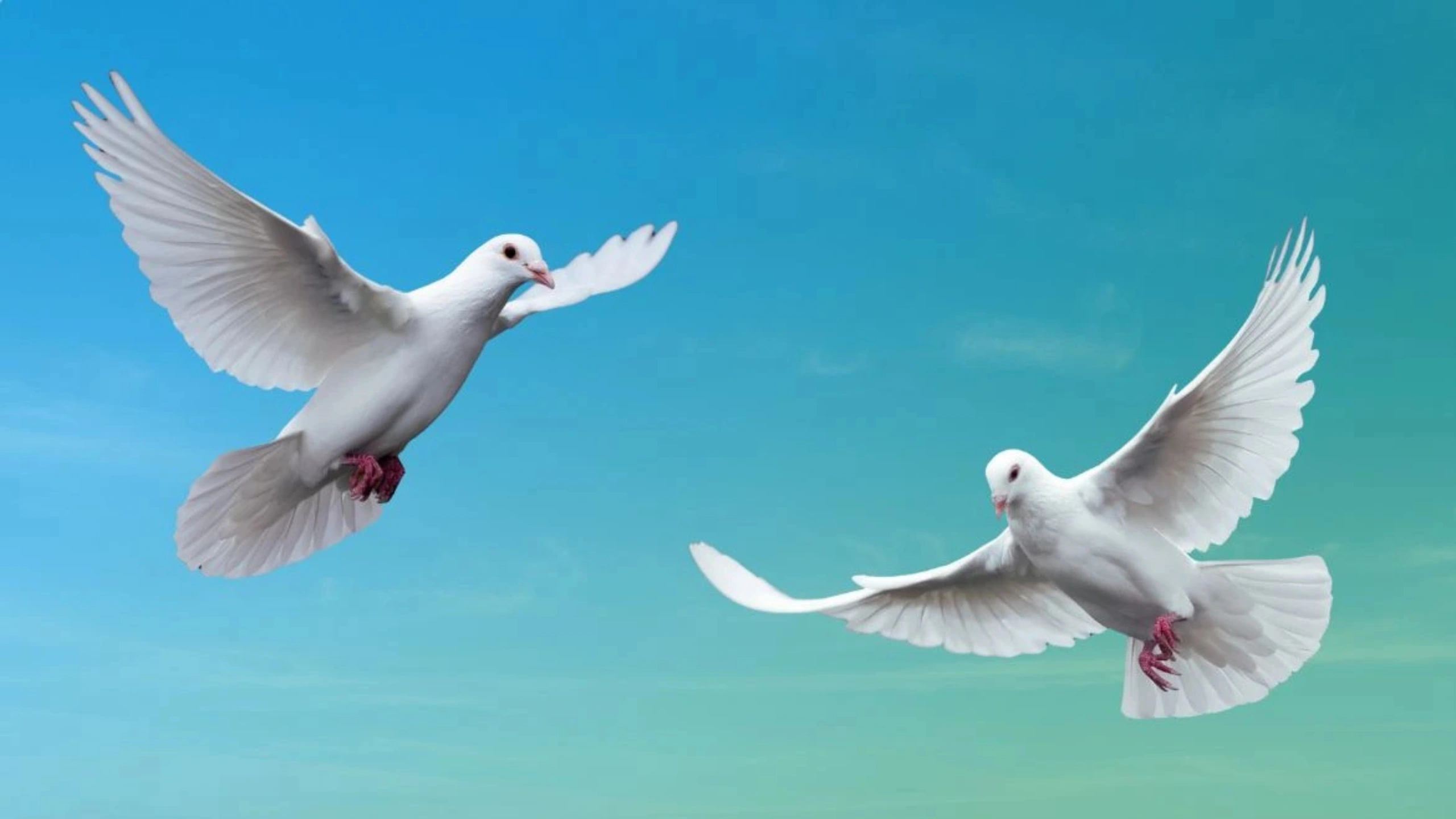 What do Pigeons Symbolize