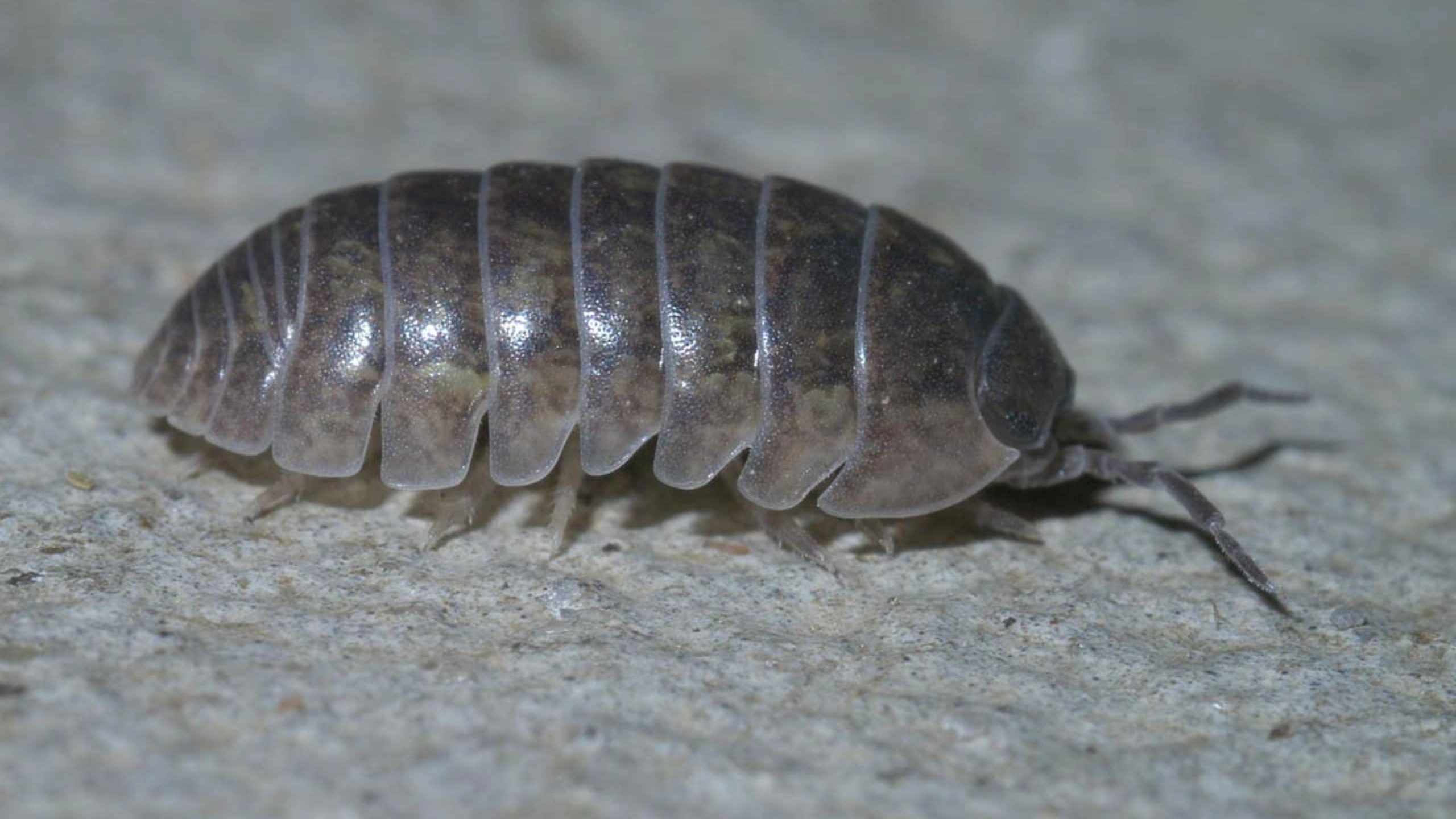 Spiritual Meaning of Roly Poly Bugs