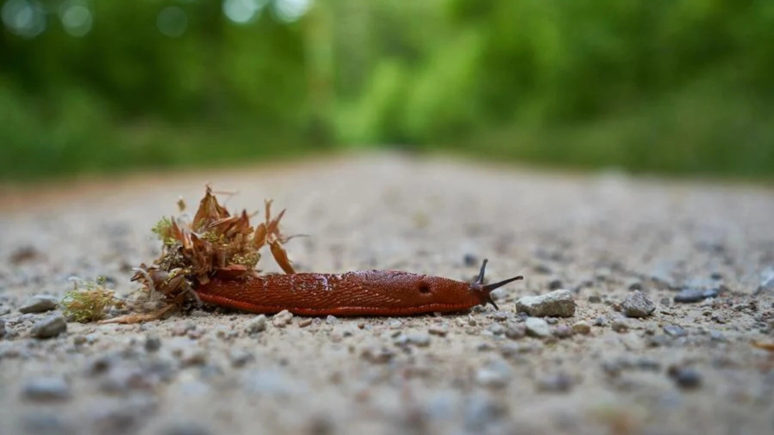 Slug Spiritual Meaning