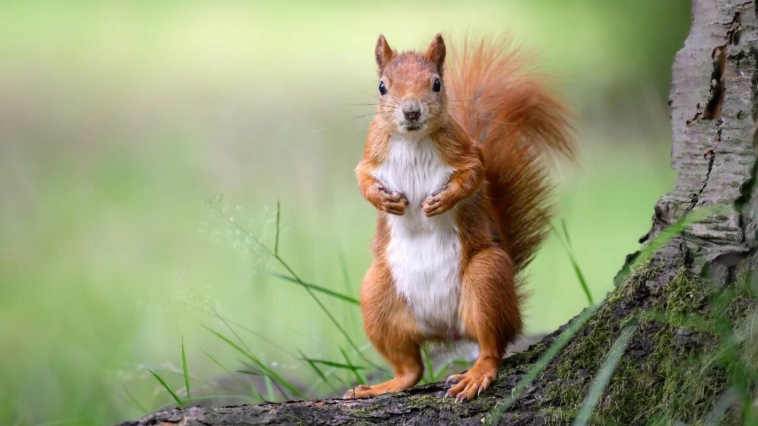 Squirrel Spiritual Meaning