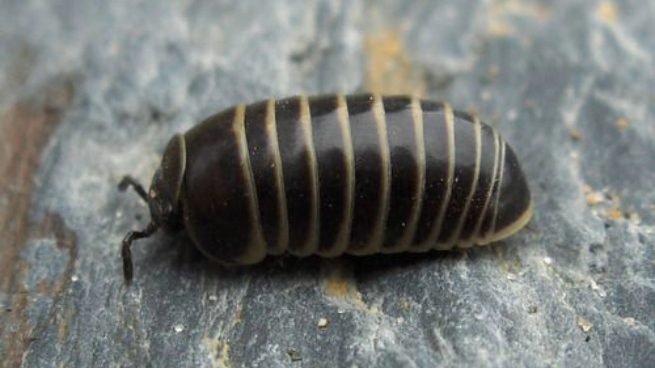 Spiritual Meaning of Roly Poly Bugs