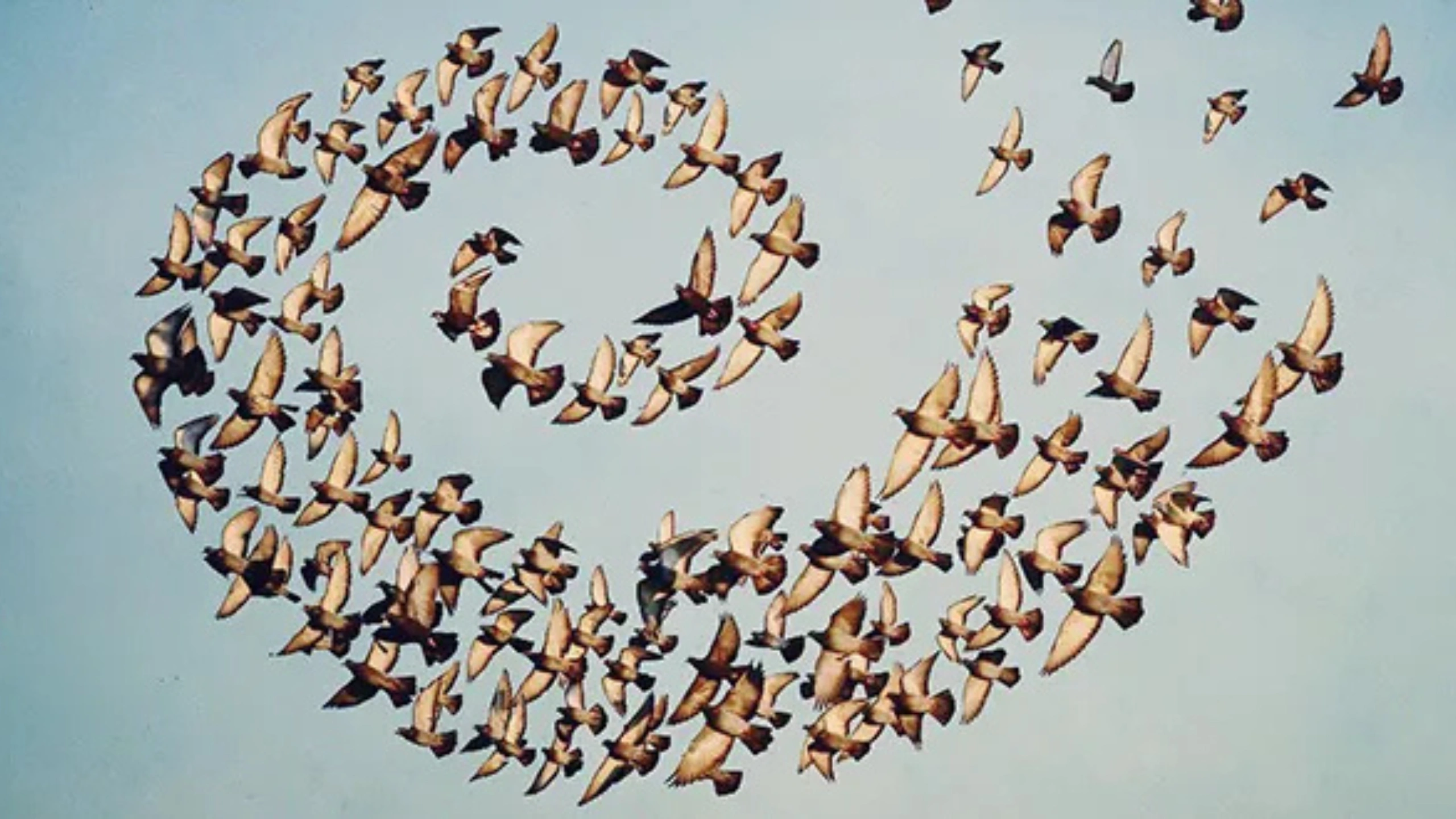 Spiritual Meaning of a Flock of Birds