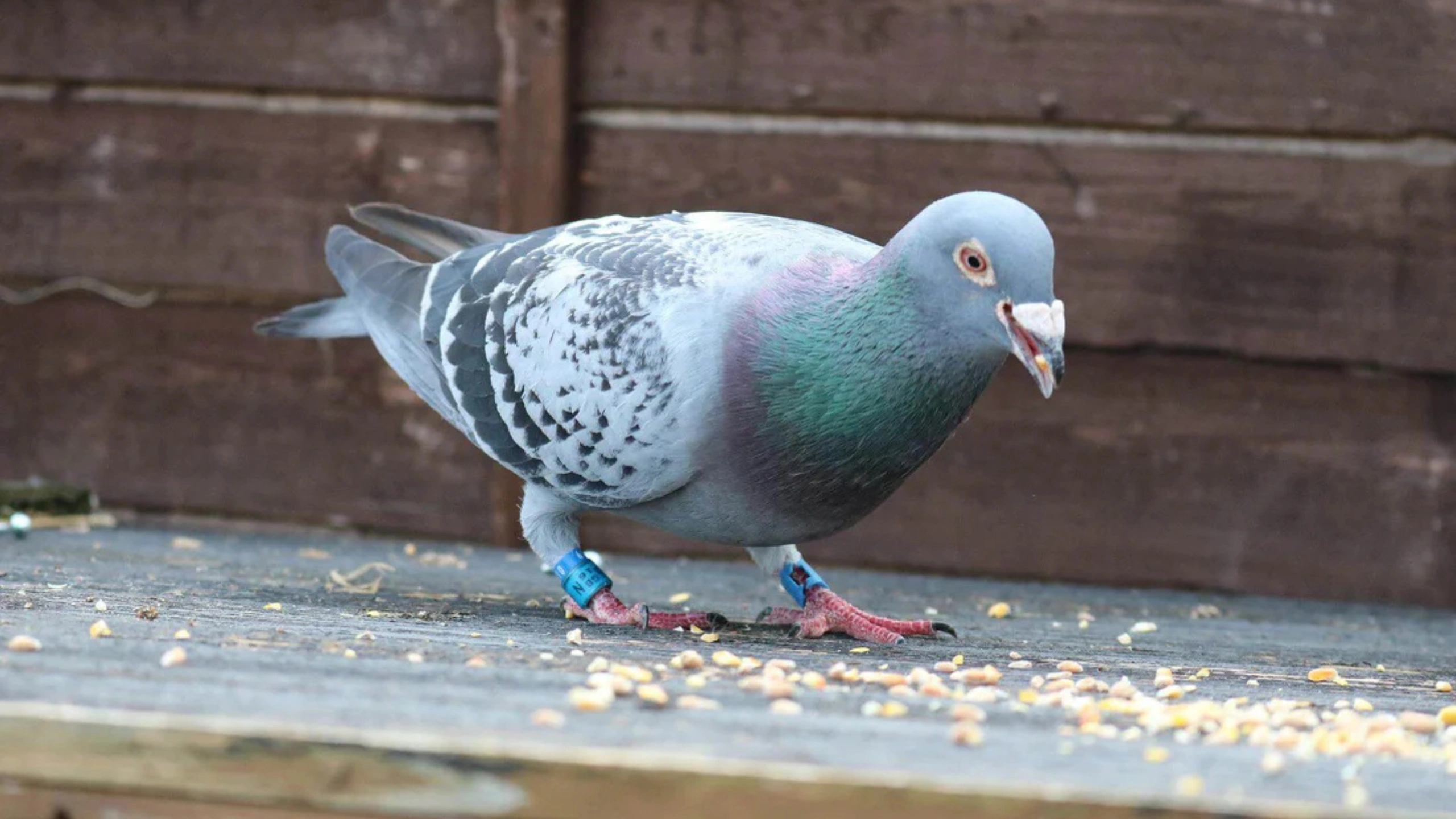 What do Pigeons Symbolize